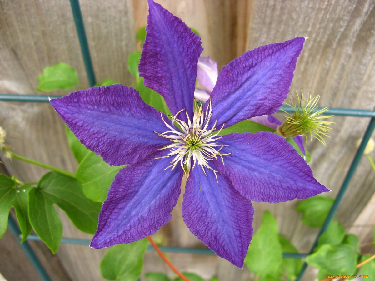 цветы, клематис, ломонос