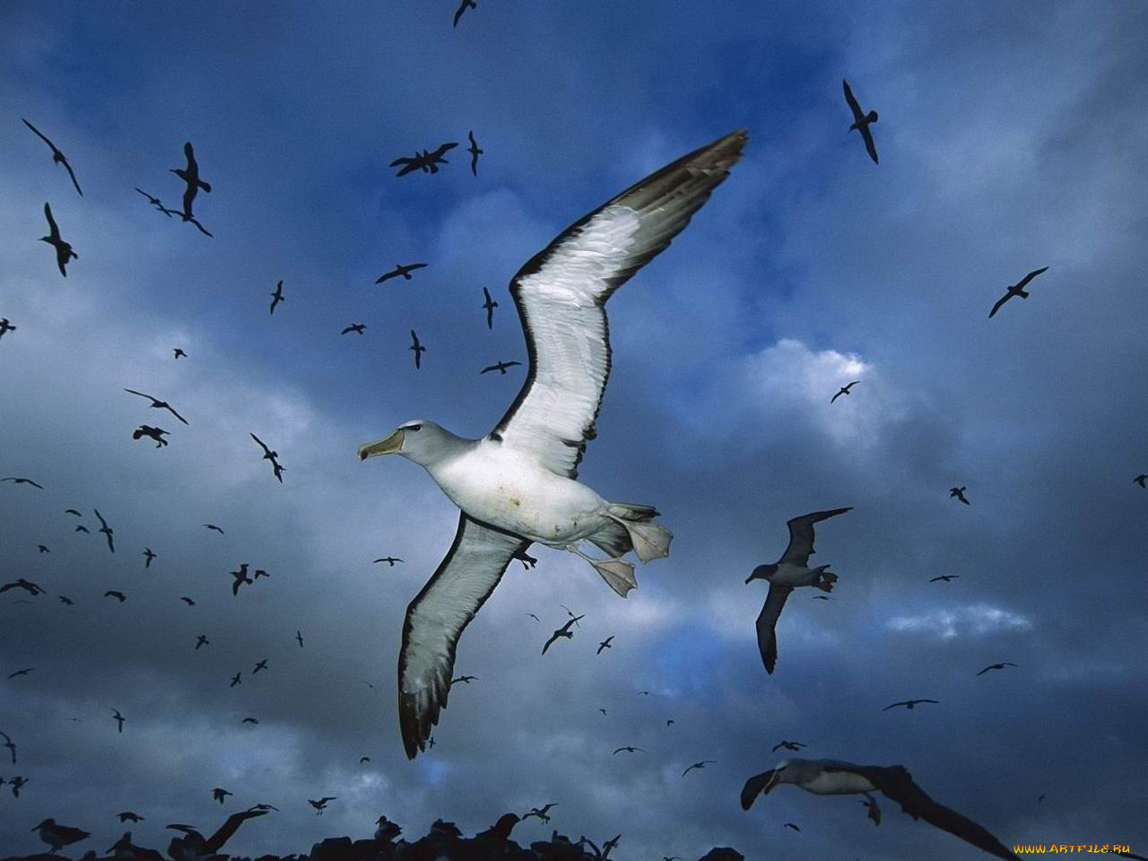 животные, Чайки, бакланы, крачки
