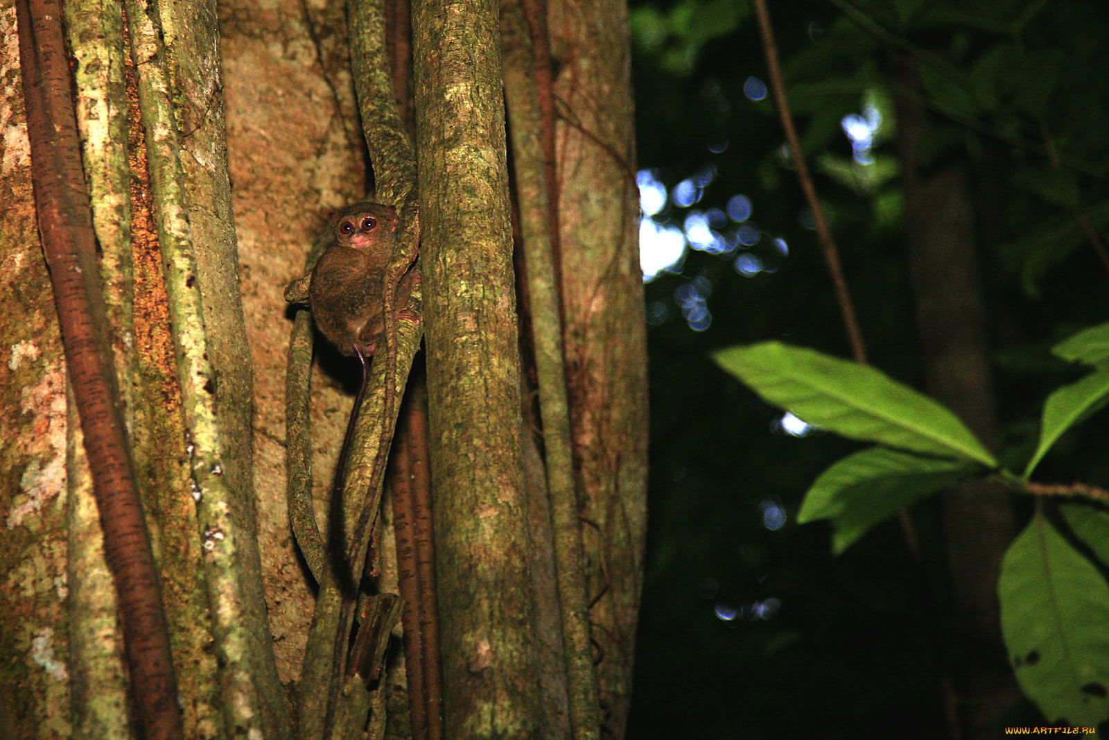 животные, лемуры, дерево, маленький, зверек