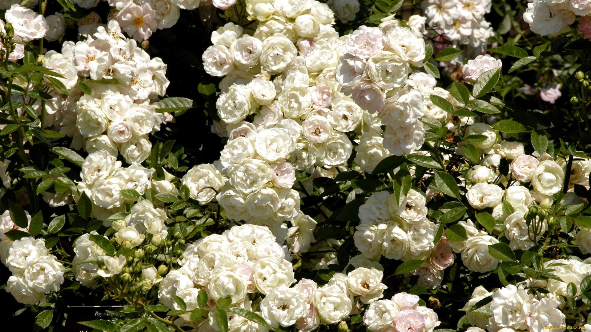цветы, розы, белый, много, куст