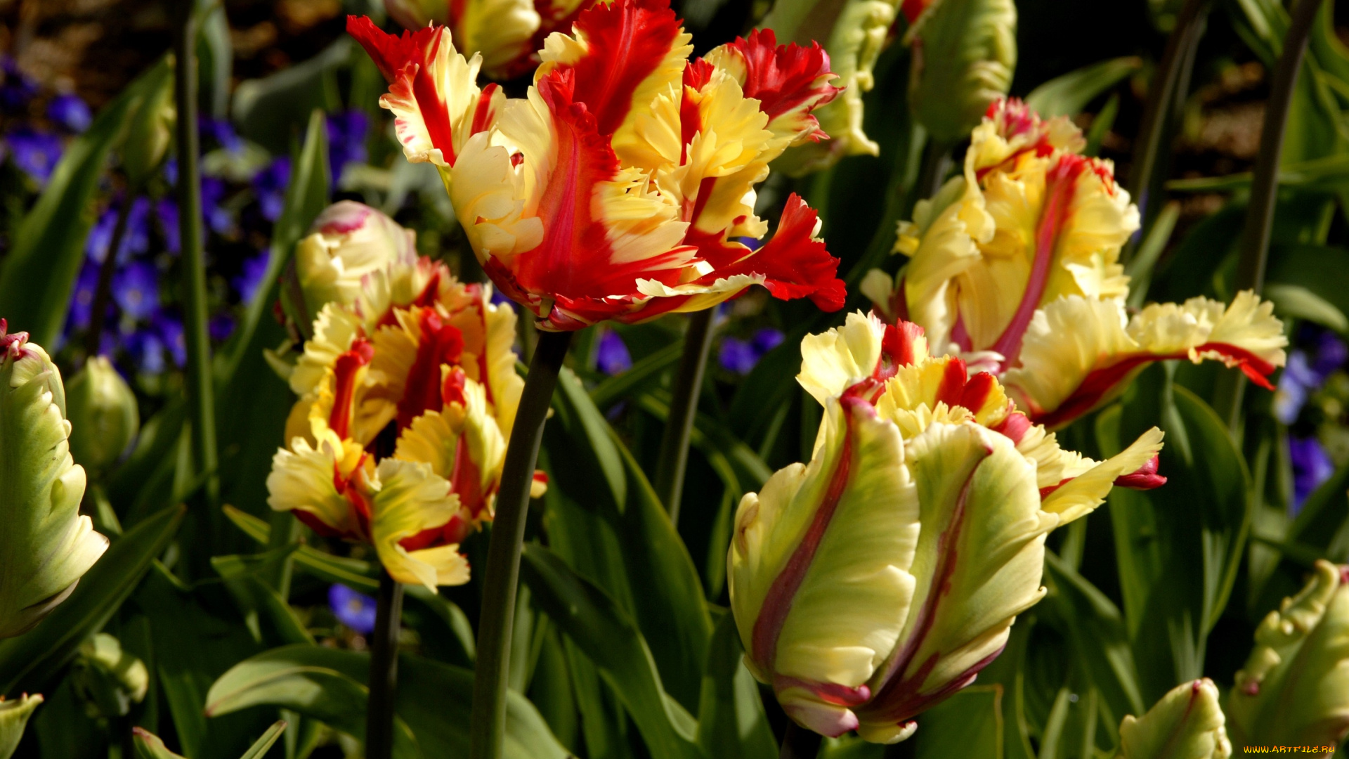 цветы, тюльпаны, желто-красный, много