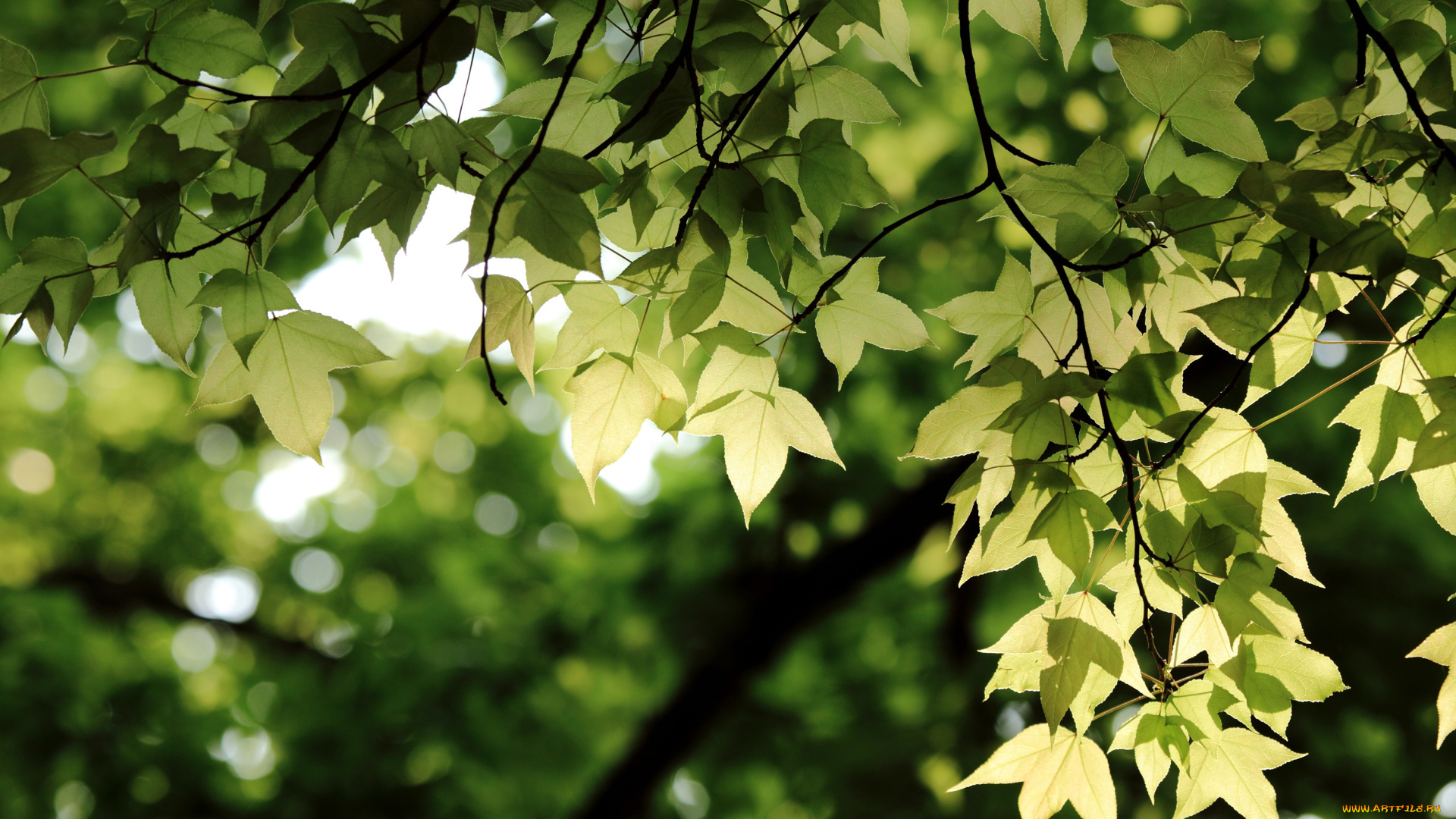 природа, листья, листва, ветки