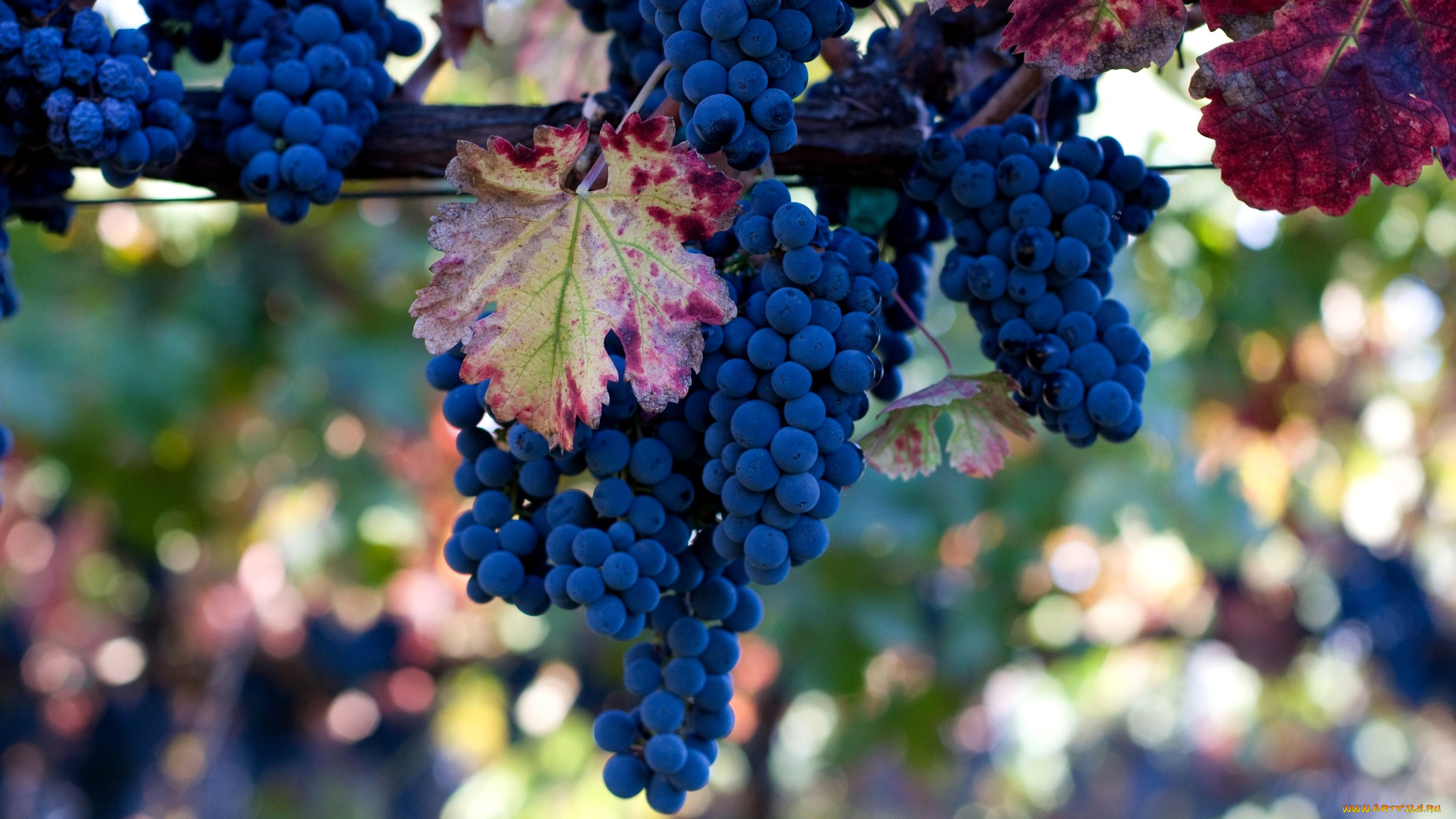 природа, Ягоды, виноград, синий, гроздь