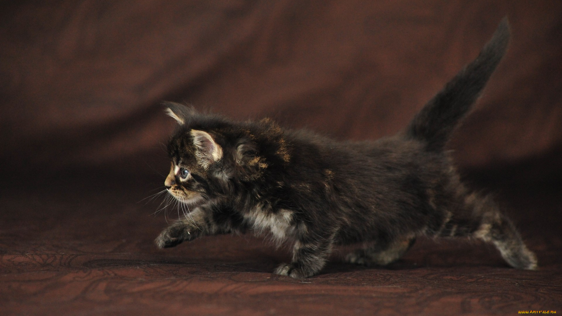 животные, коты, мейн, кун, котёнок