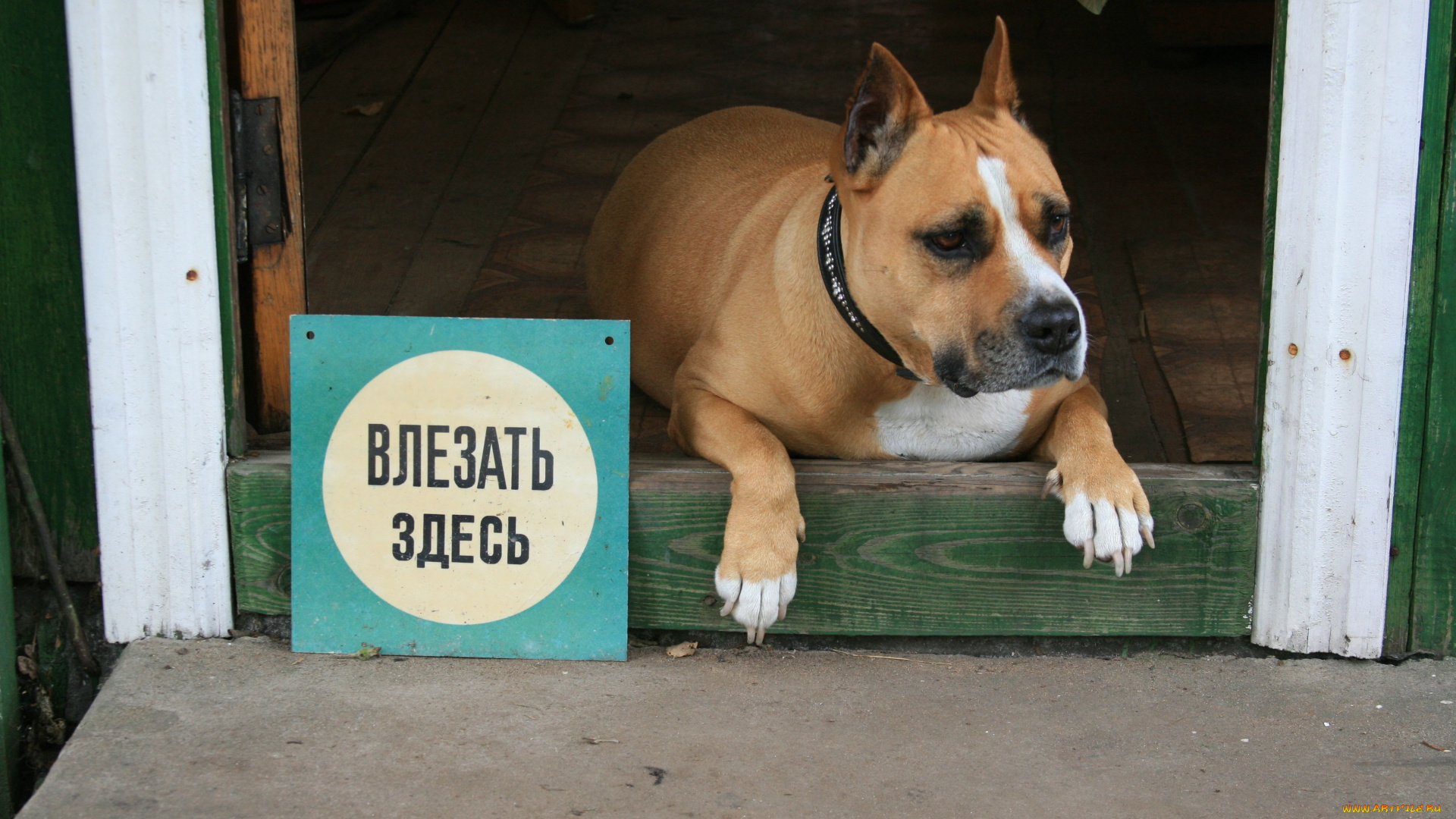 животные, собаки, приклол, надпись