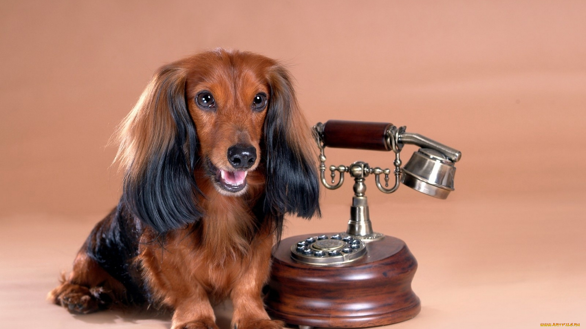 животные, собаки, телефон