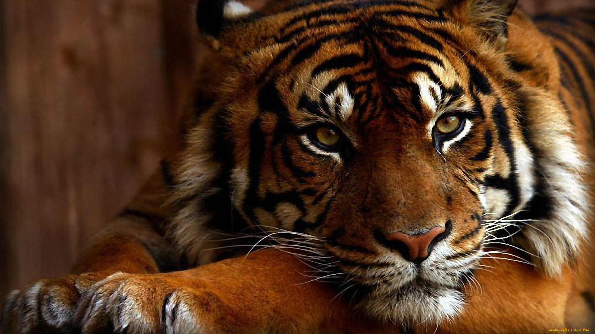 животные, тигры, взгляд, морда, кошка, красавец