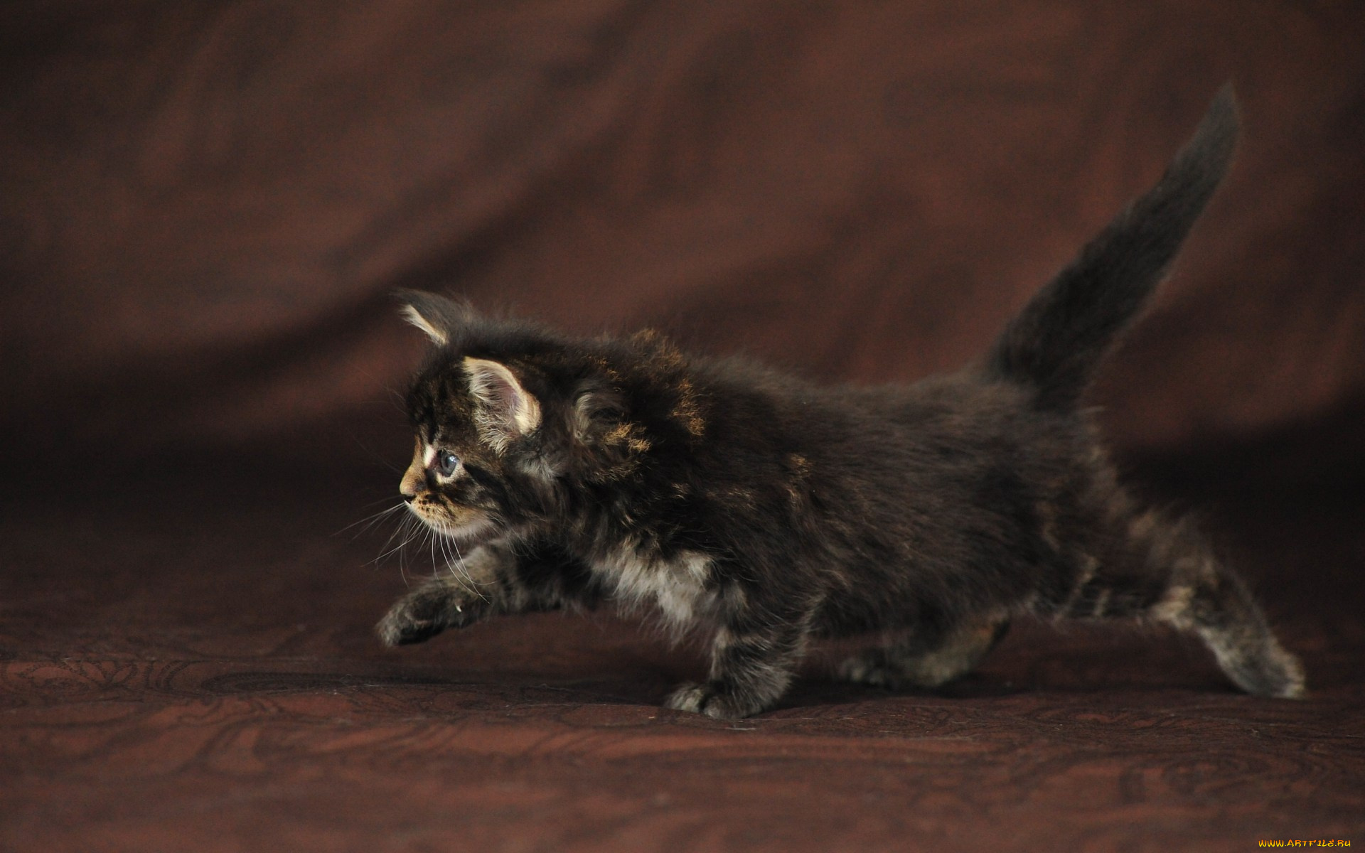 животные, коты, мейн, кун, котёнок