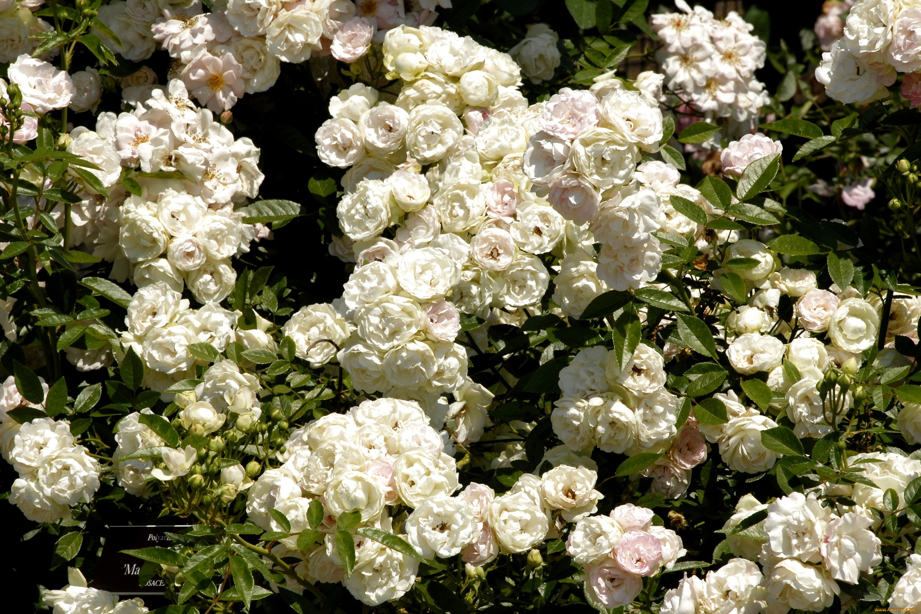 цветы, розы, белый, много, куст