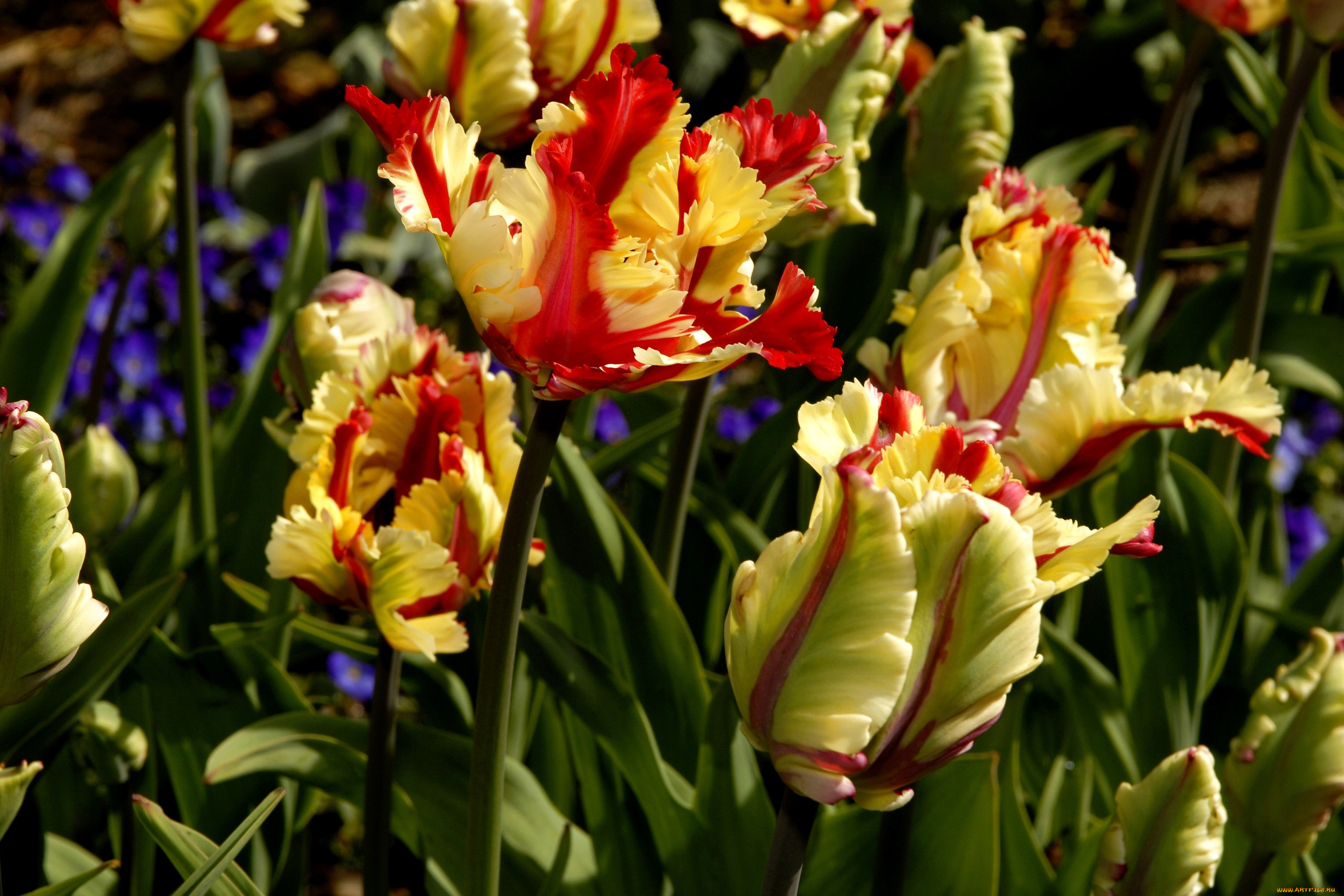 цветы, тюльпаны, желто-красный, много