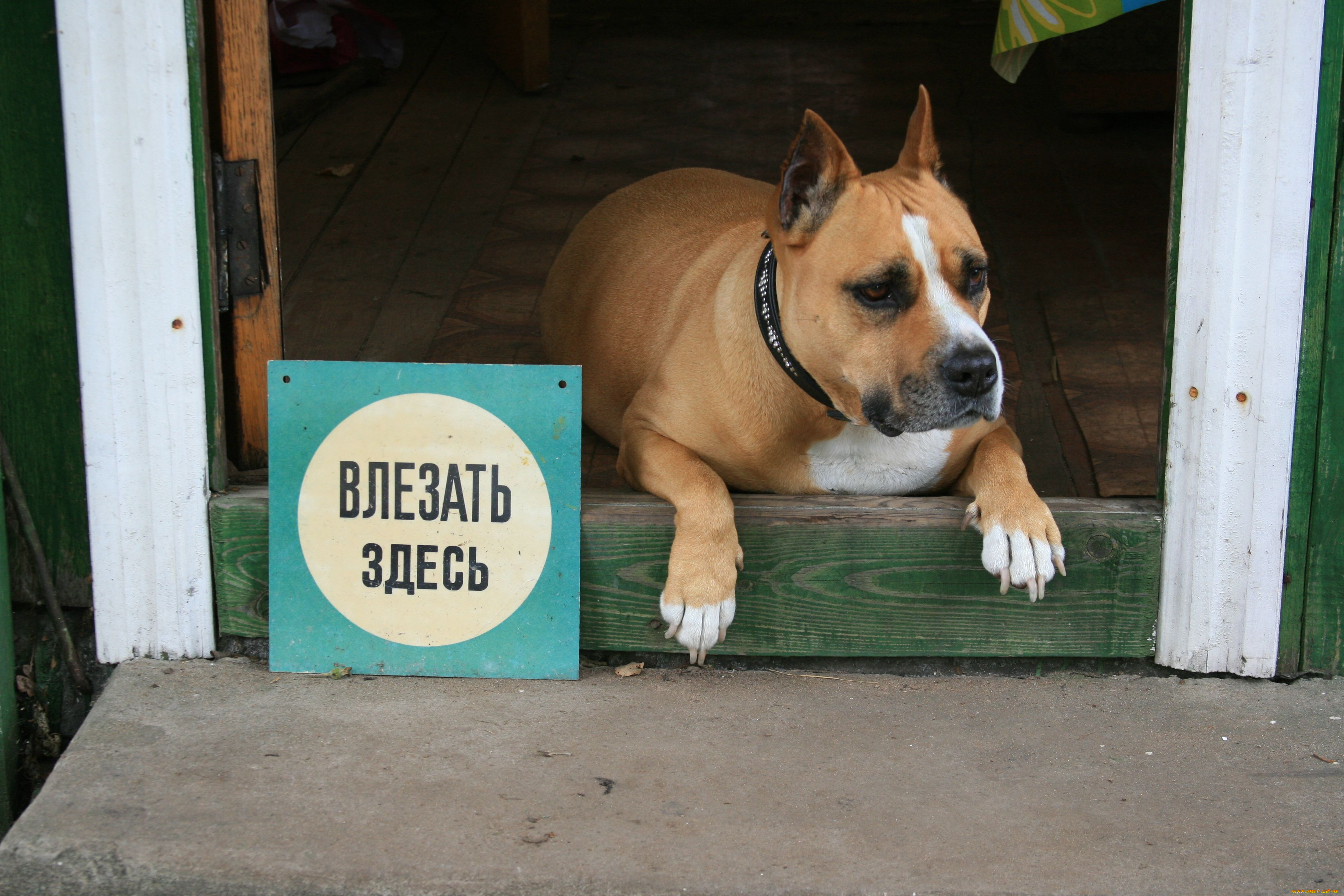 животные, собаки, приклол, надпись