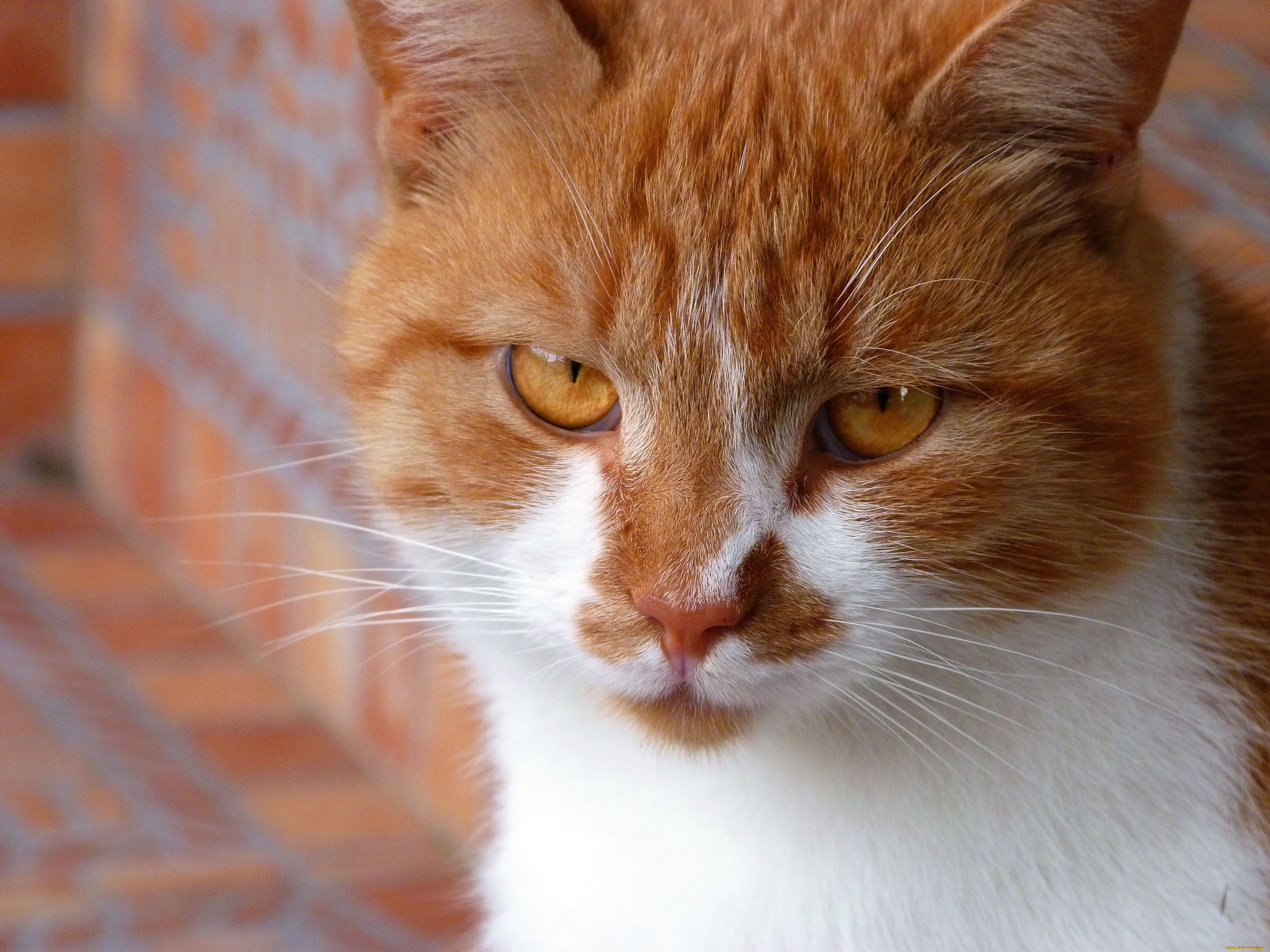 животные, коты, взгляд