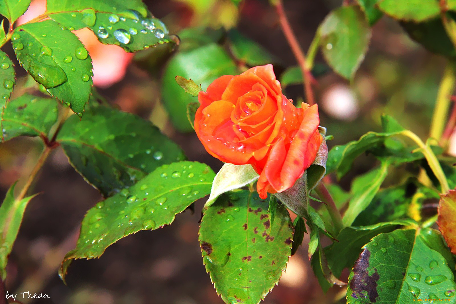 цветы, розы, оранжевый