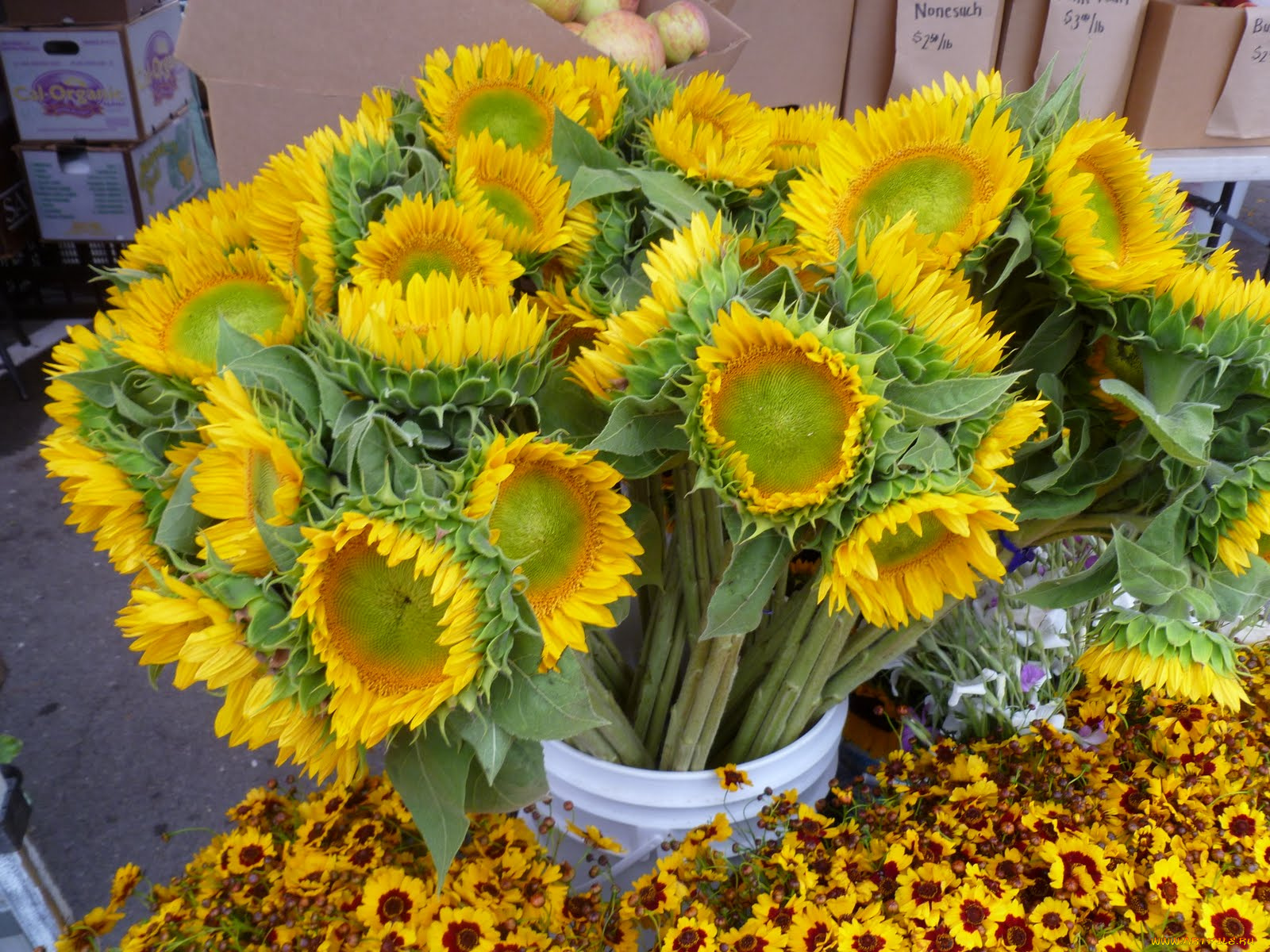 цветы, подсолнухи