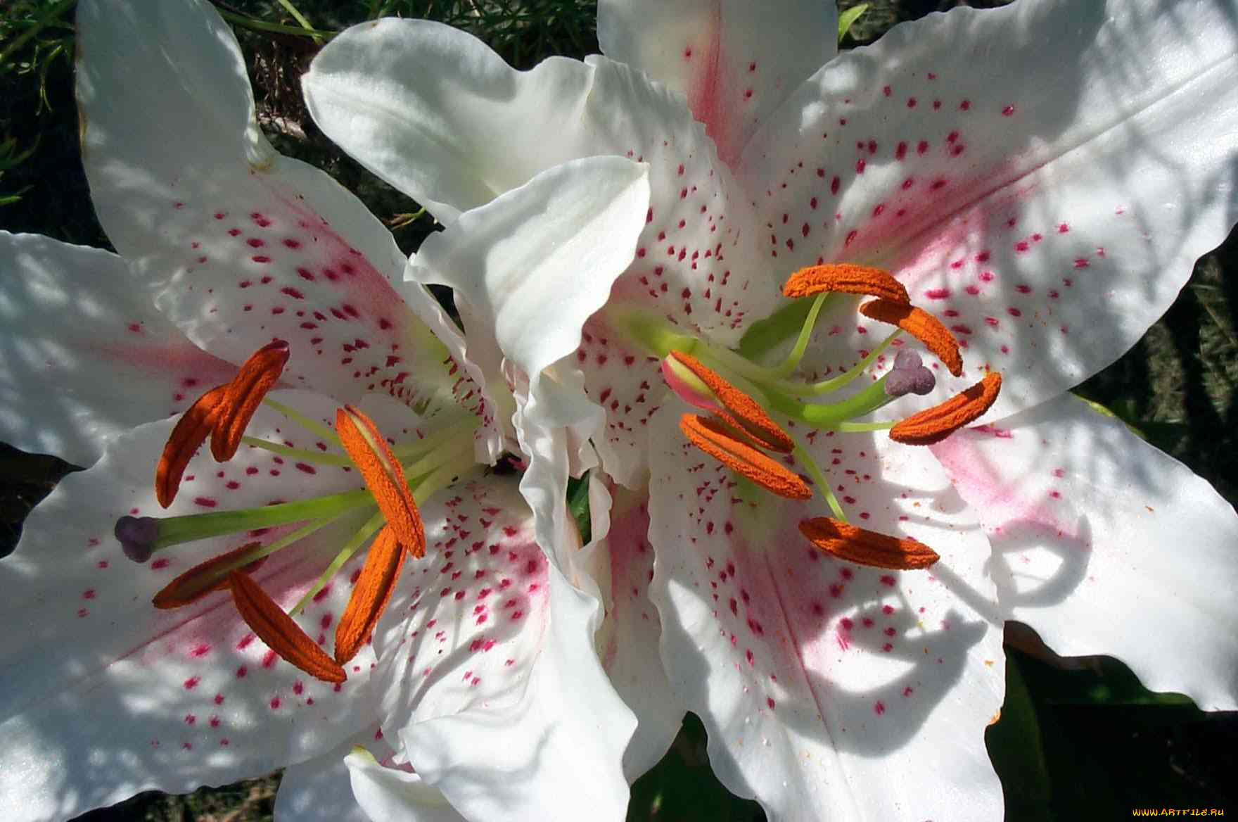 цветы, лилии, лилейники