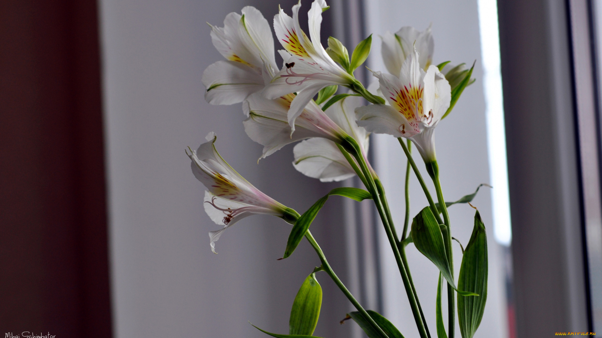 цветы, альстромерия, лепестки