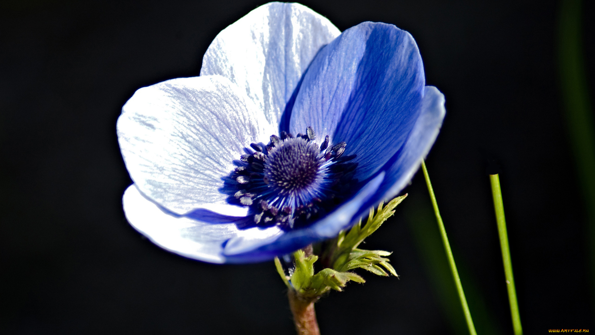цветы, анемоны, адонисы, синий
