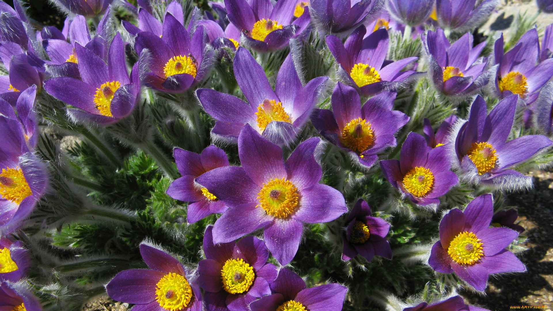 цветы, анемоны, адонисы, сон-трава, фиолетовый