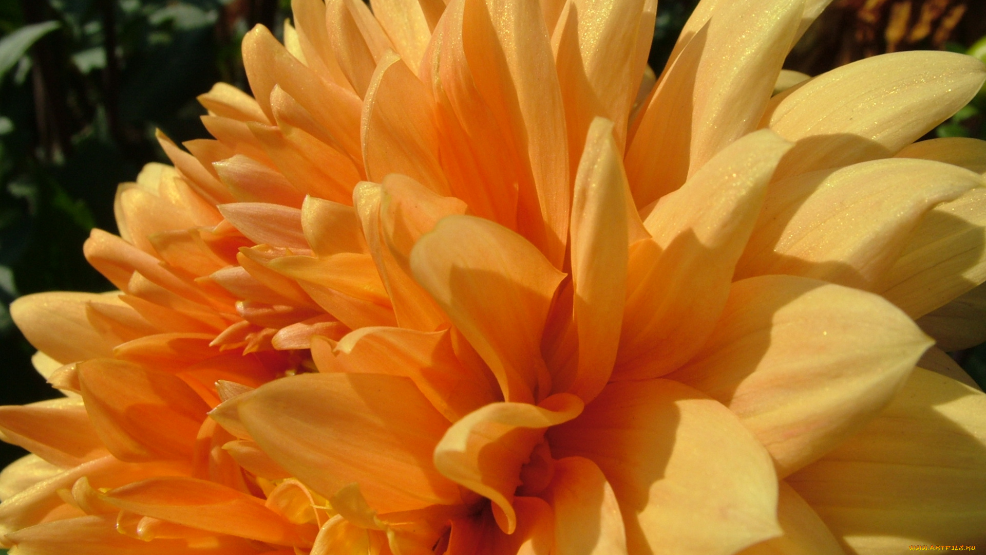 цветы, георгины, георгина