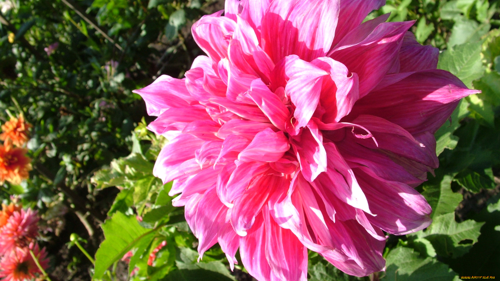 цветы, георгины, георгина