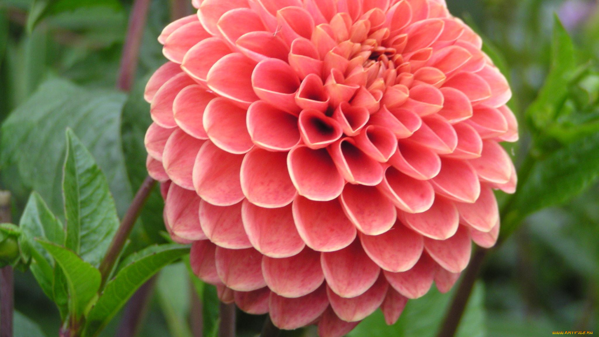 цветы, георгины, георгина