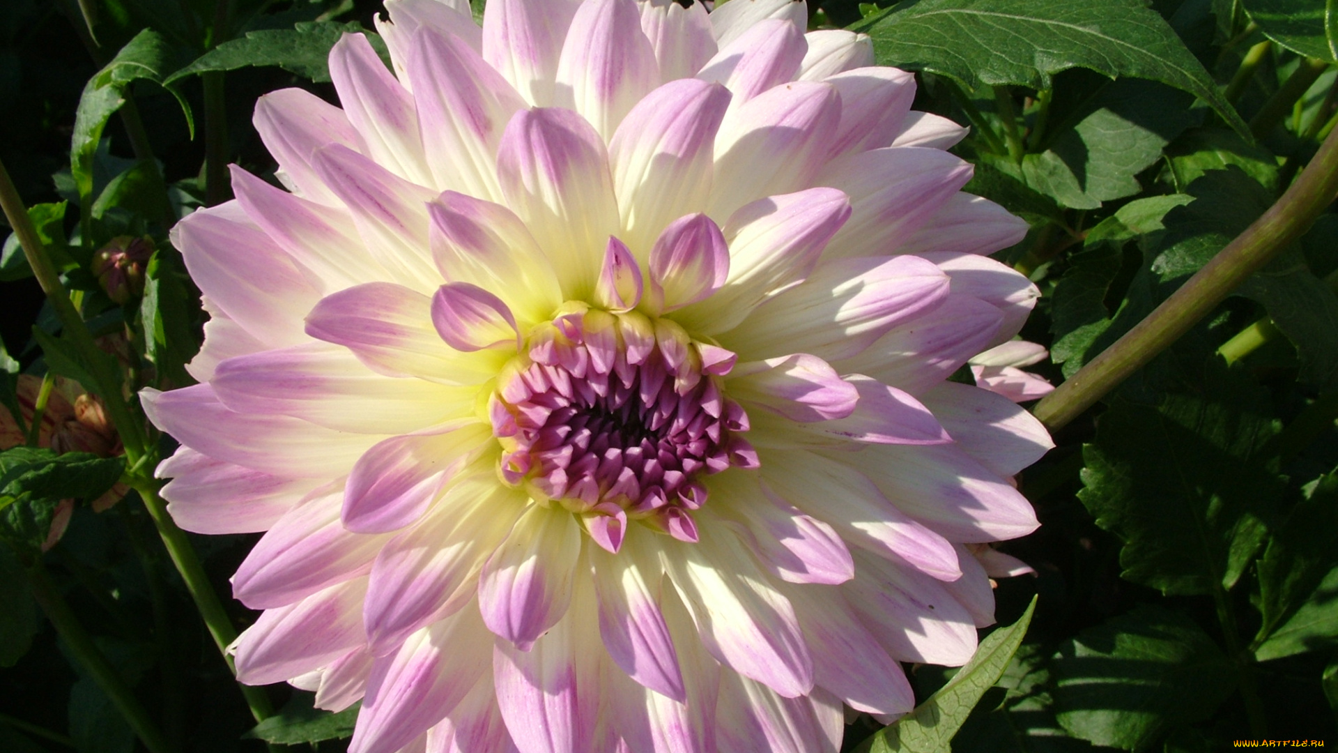 цветы, георгины, георгина