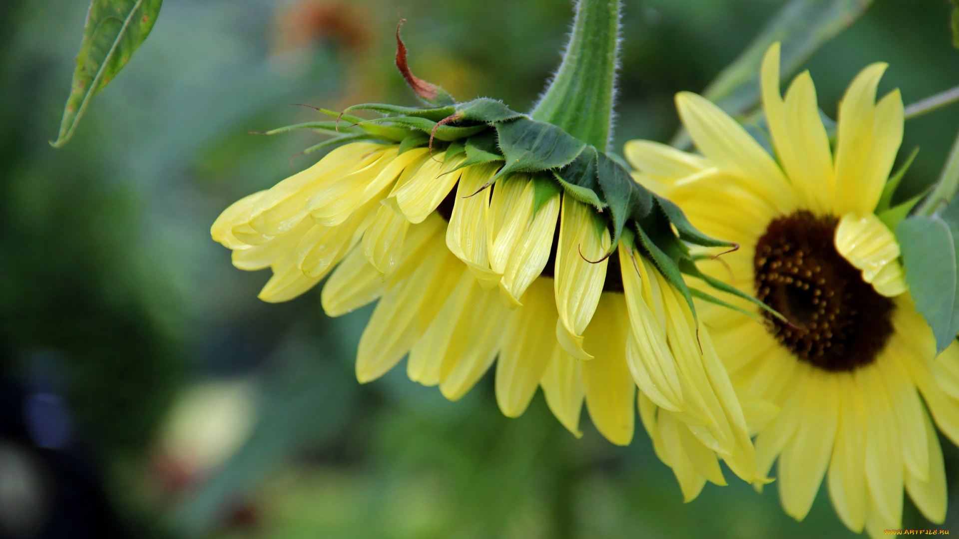 цветы, подсолнухи, желтый