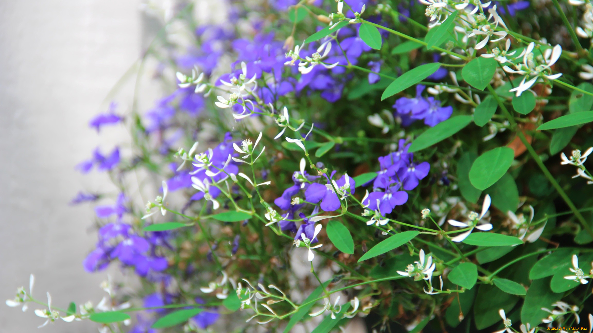 цветы, разные, вместе, синий, белый