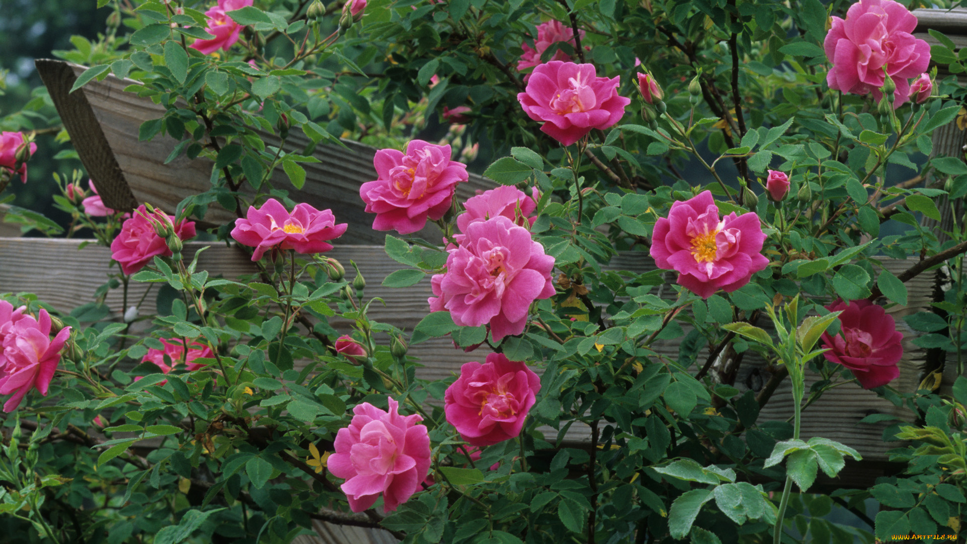 цветы, розы, куст