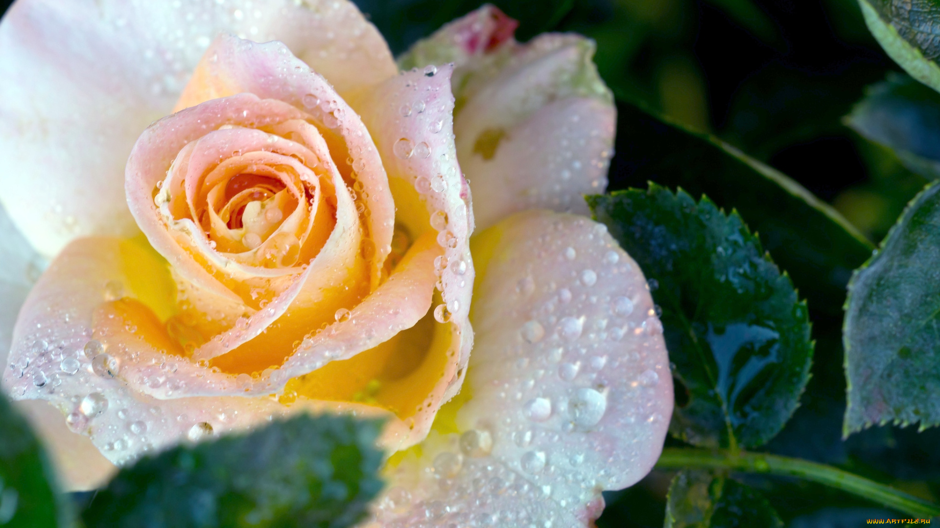 цветы, розы, макро, капли, лепестки