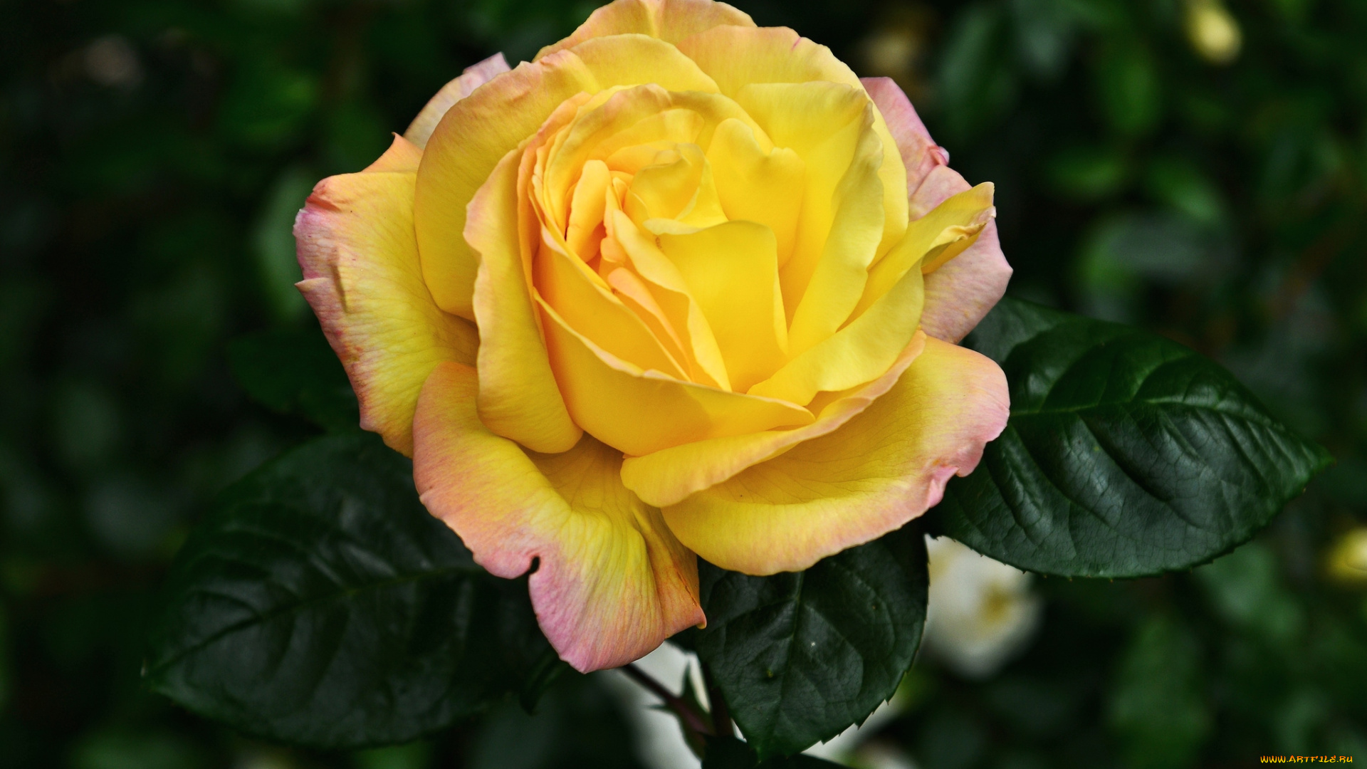 цветы, розы, желтый, лепестки