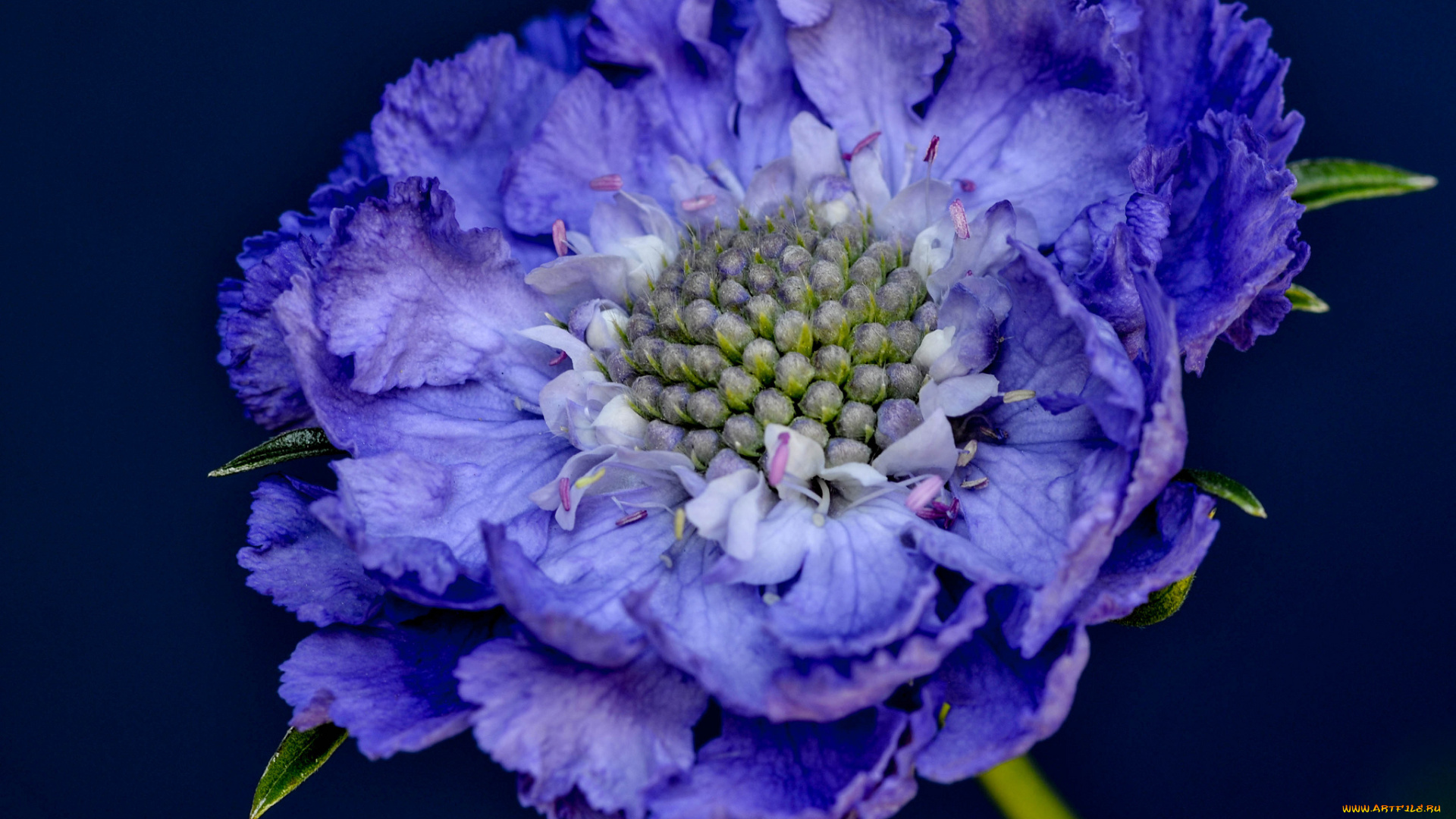 цветы, скабиоза, макро, синий