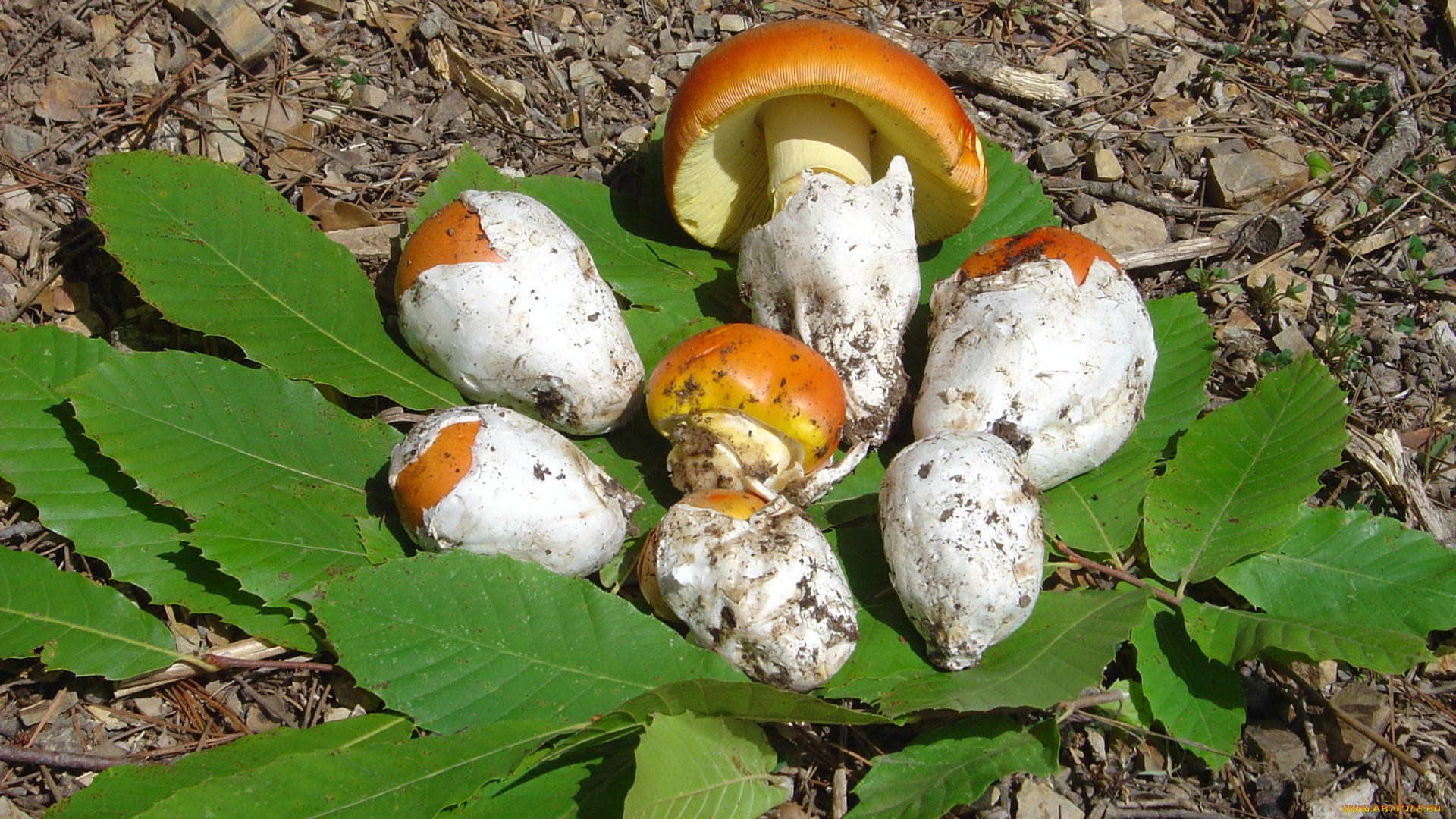 еда, грибы, грибные, блюда, листья