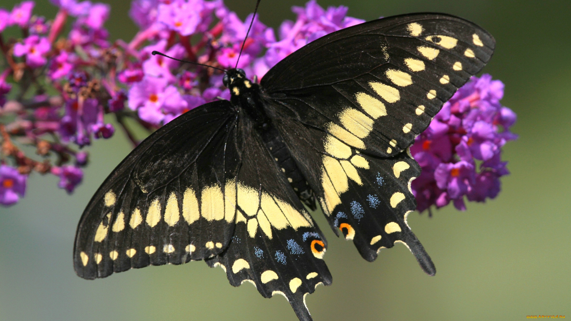 животные, бабочки, крылья, цветок