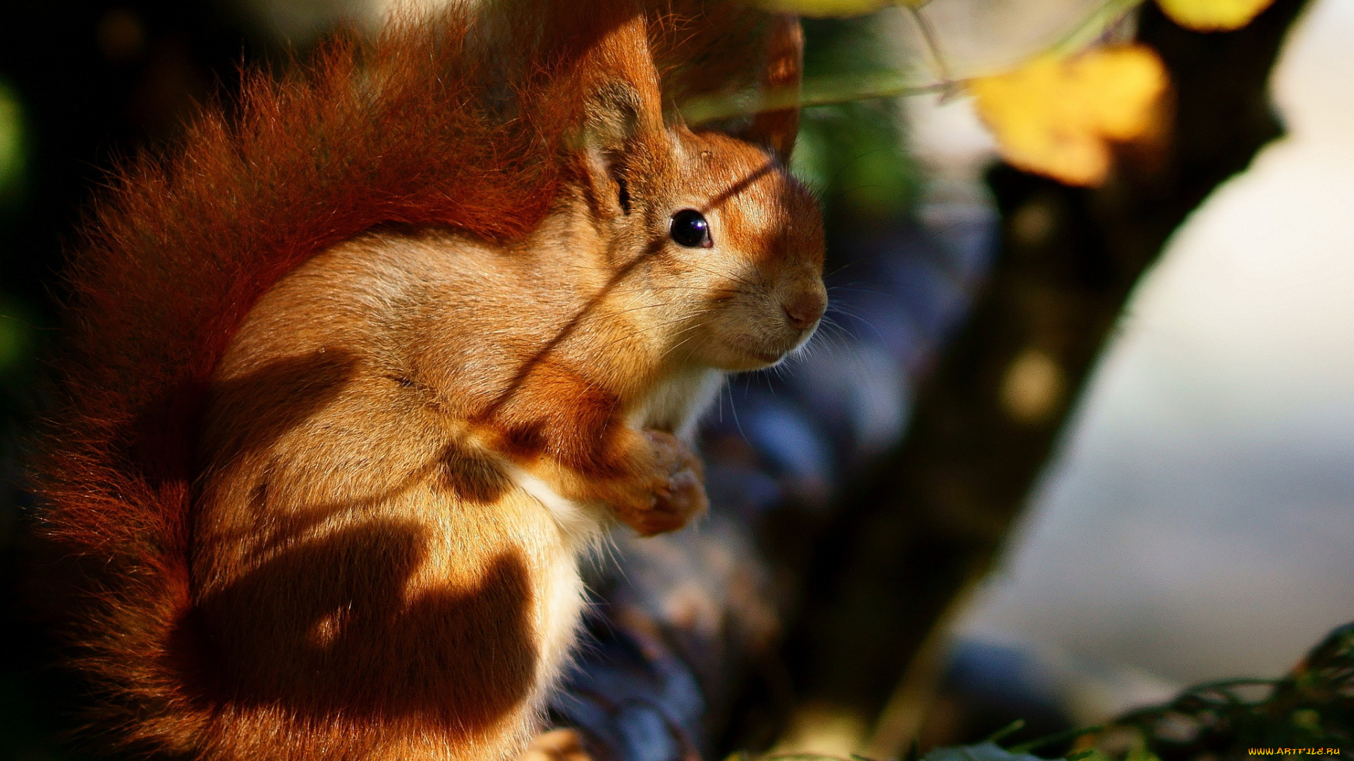 животные, белки, рыжий, хвост, блики