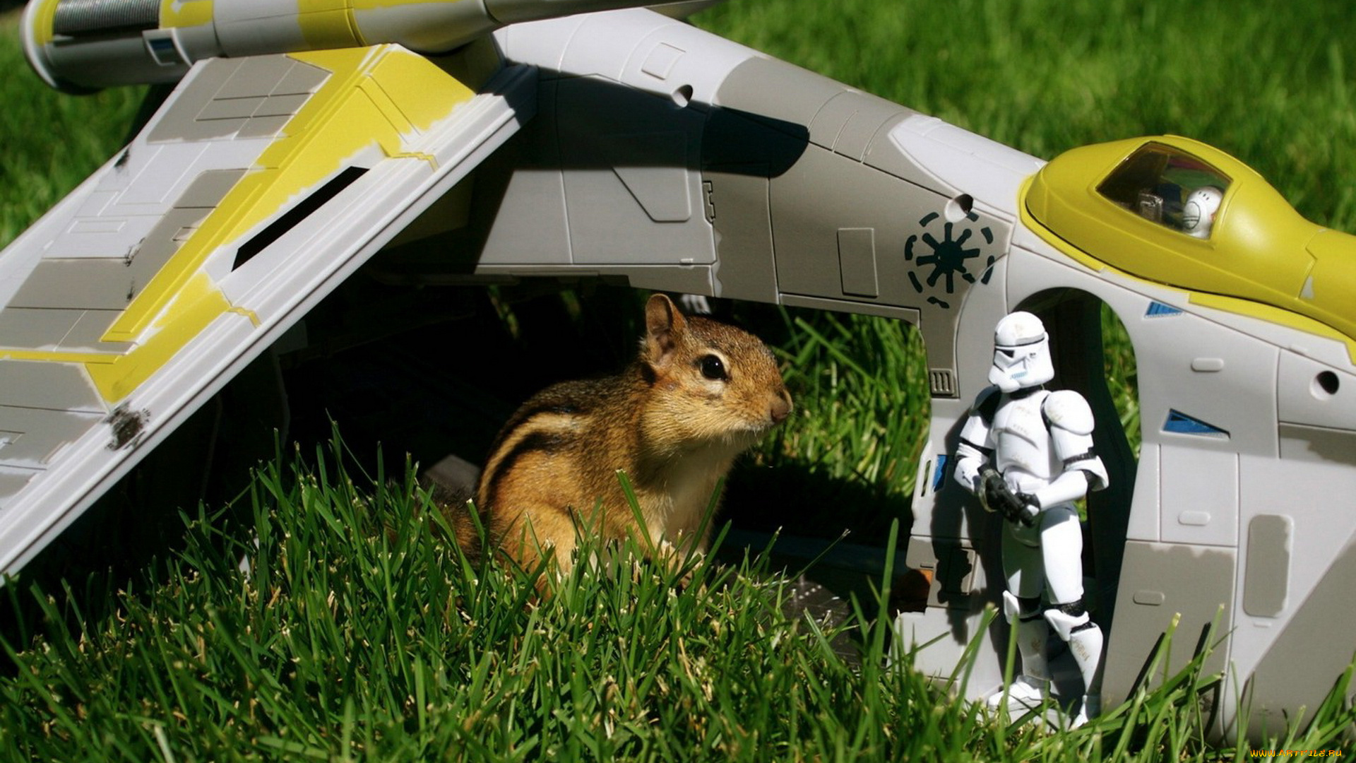 животные, бурундуки, белка