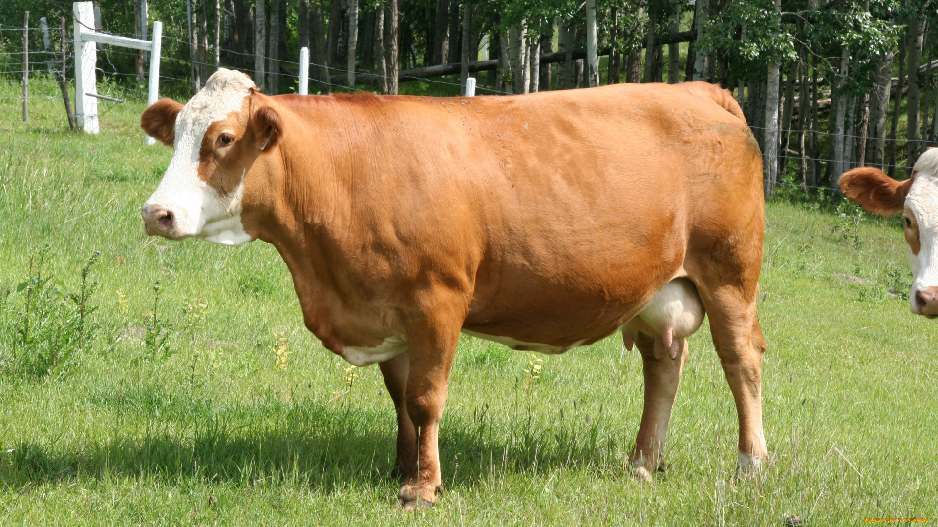 животные, коровы, буйволы, корова