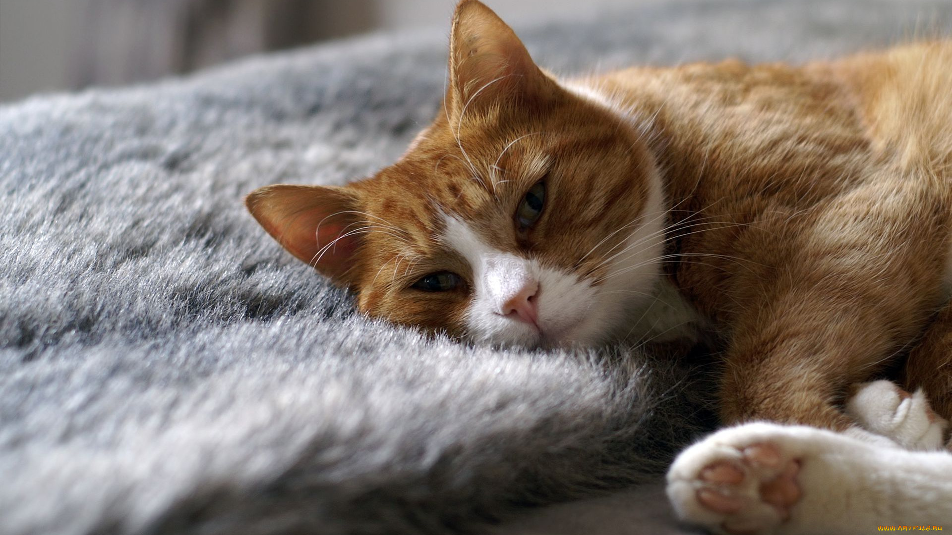 животные, коты, рыжий, кот, белый, мягко, лежит