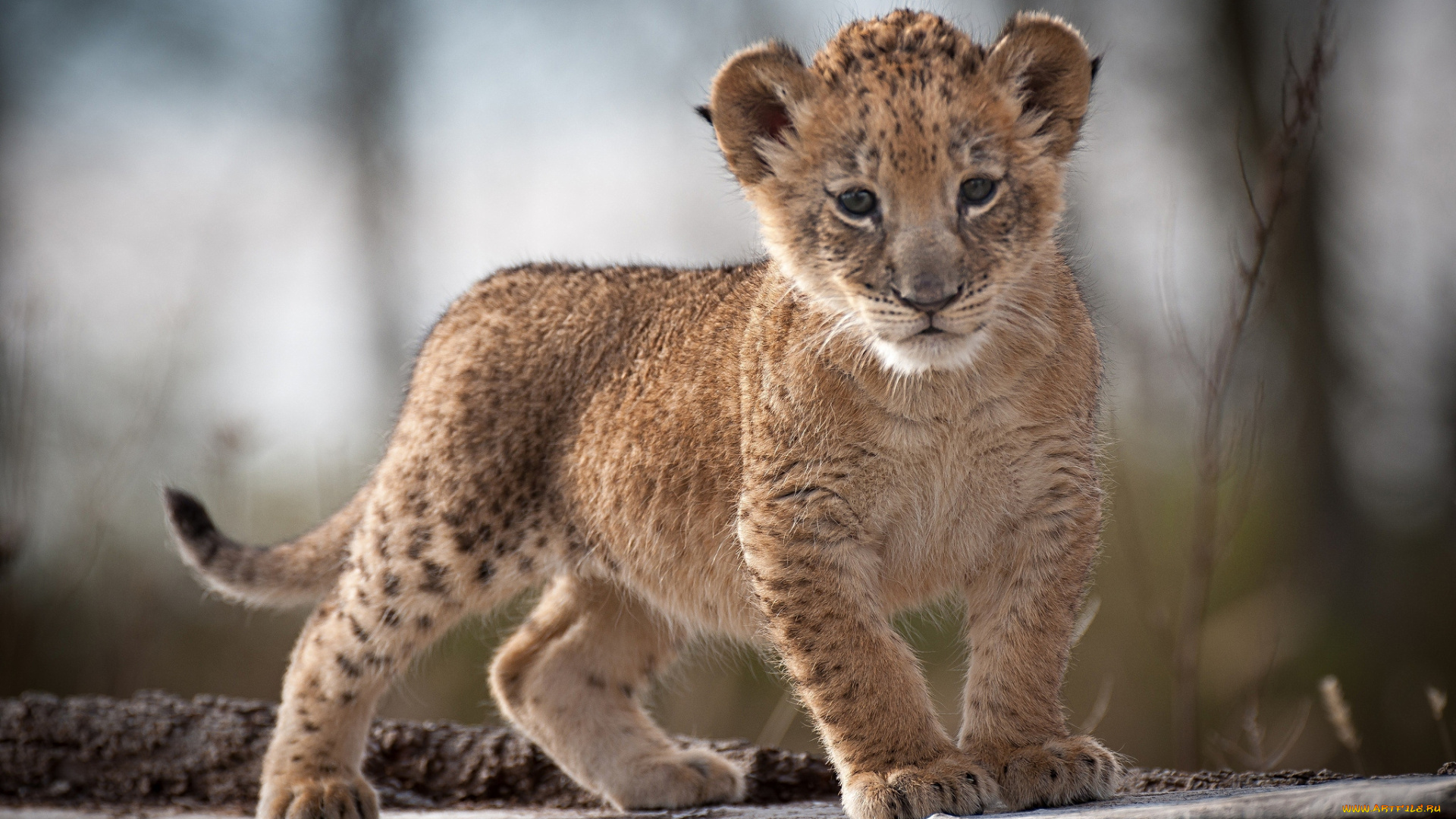 животные, львы, львенок, малыш