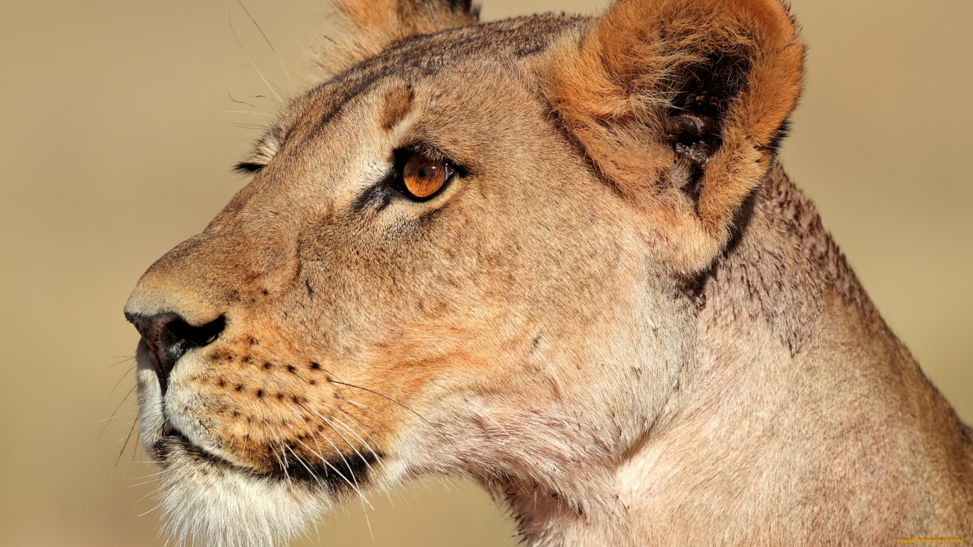 животные, львы, львица, хищник, дикая, кошка