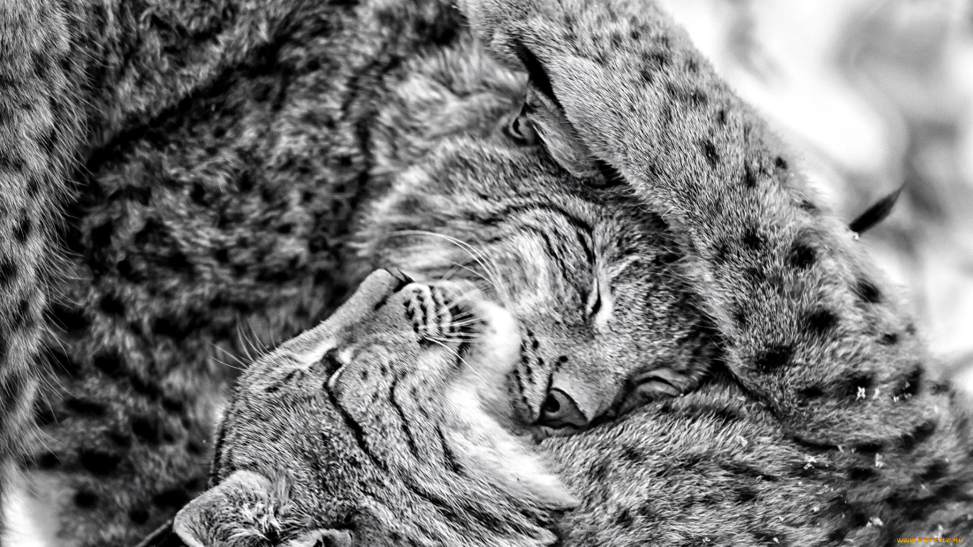 животные, рыси, чувства, мило, игра