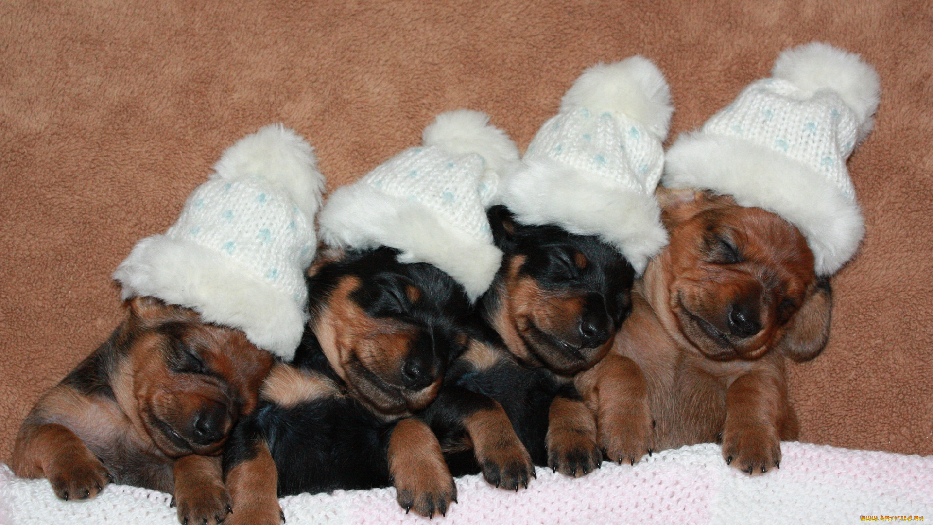 животные, собаки, шапочки, сон, щенки