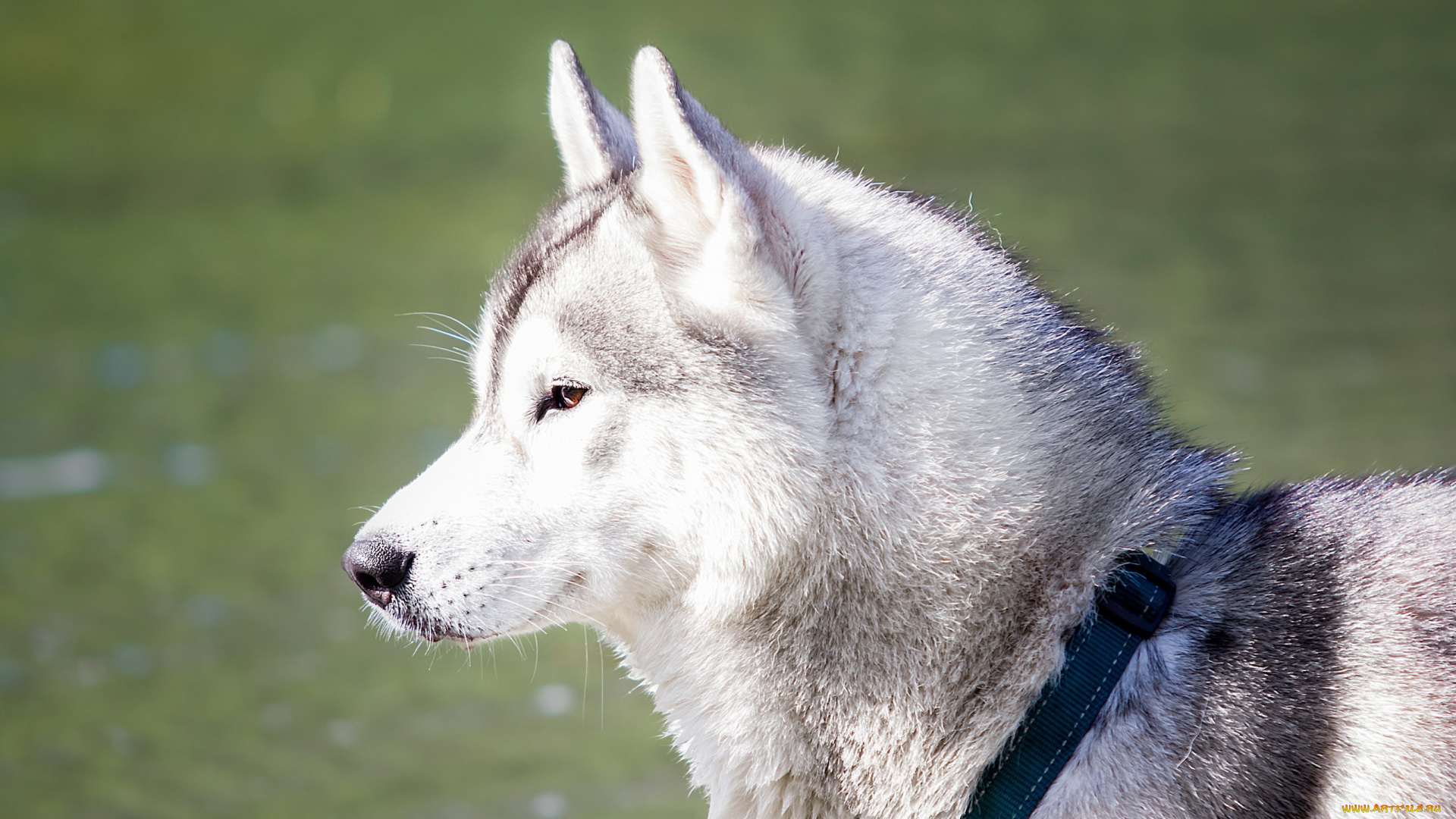 животные, собаки, собака, хаски