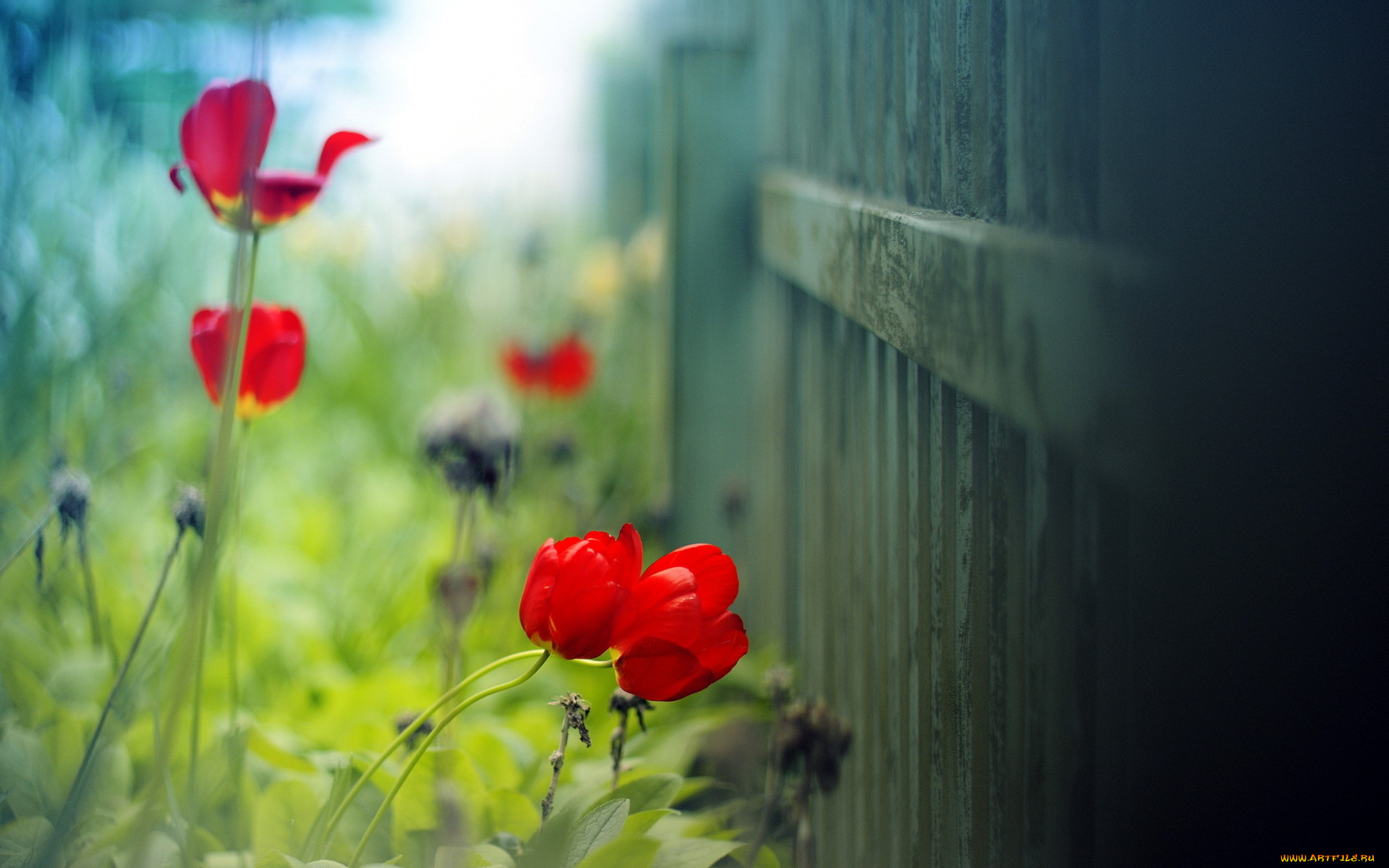 цветы, тюльпаны, маки, макро, забор