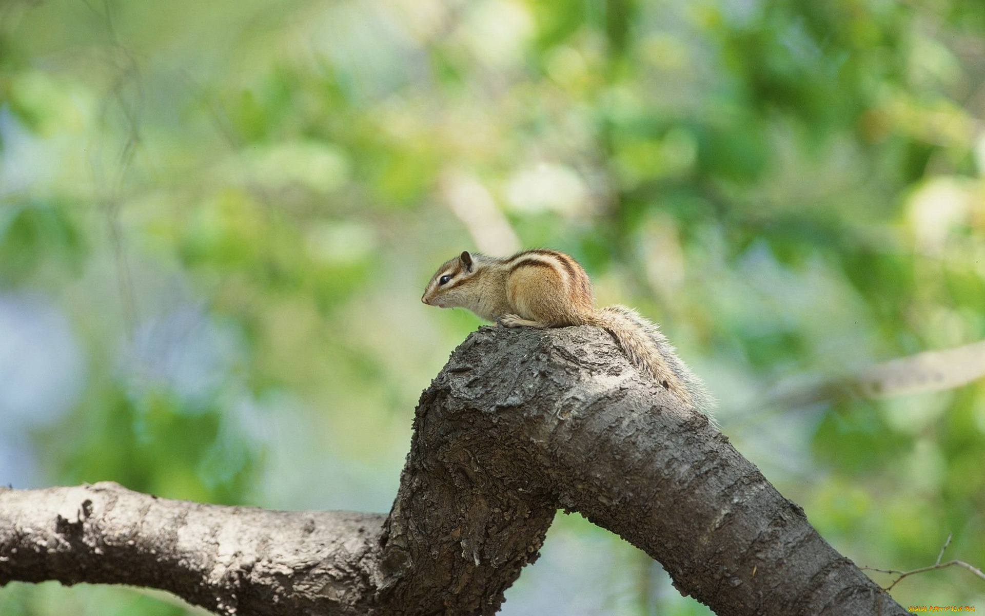 животные, бурундуки, белка