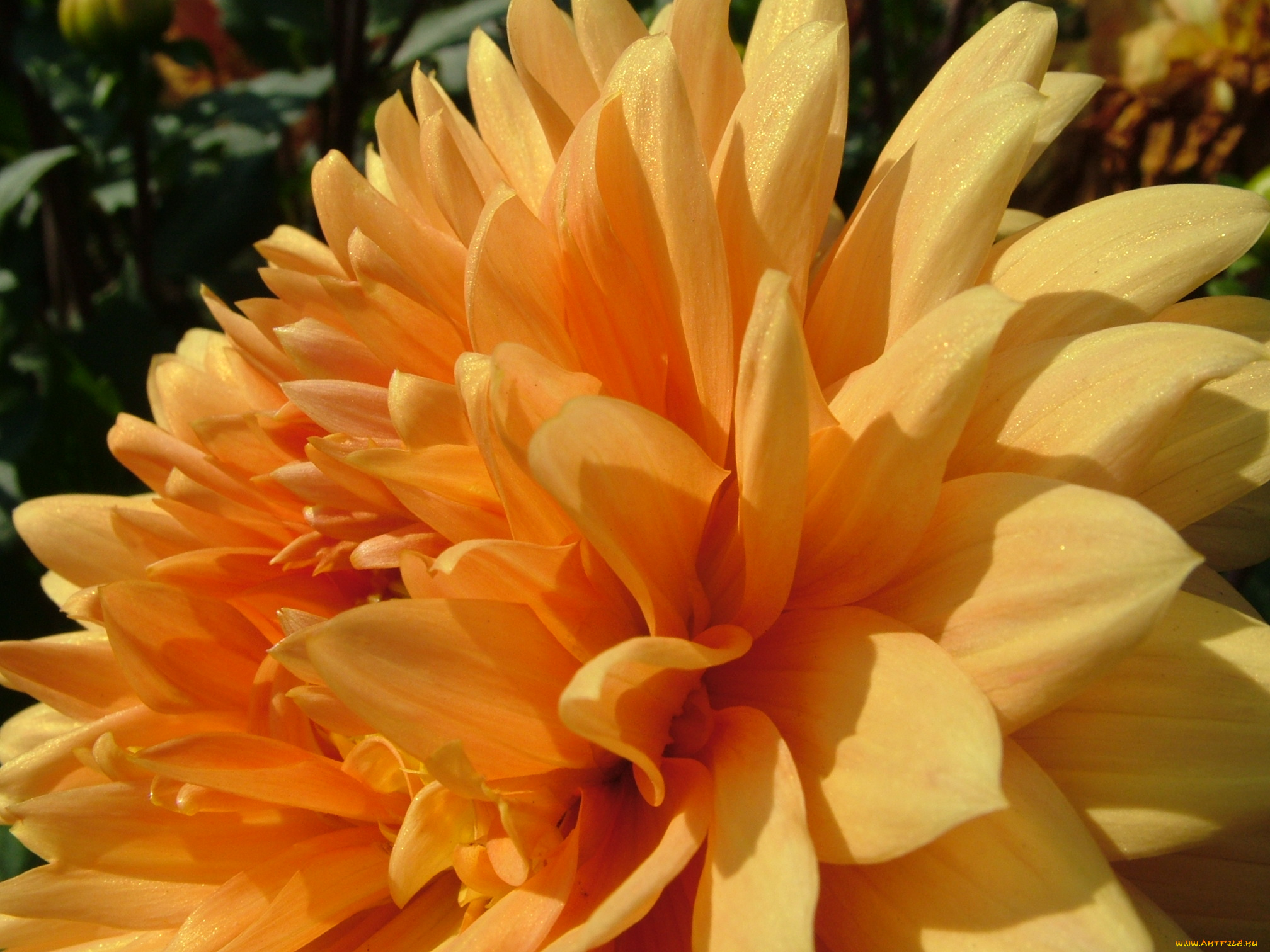 цветы, георгины, георгина