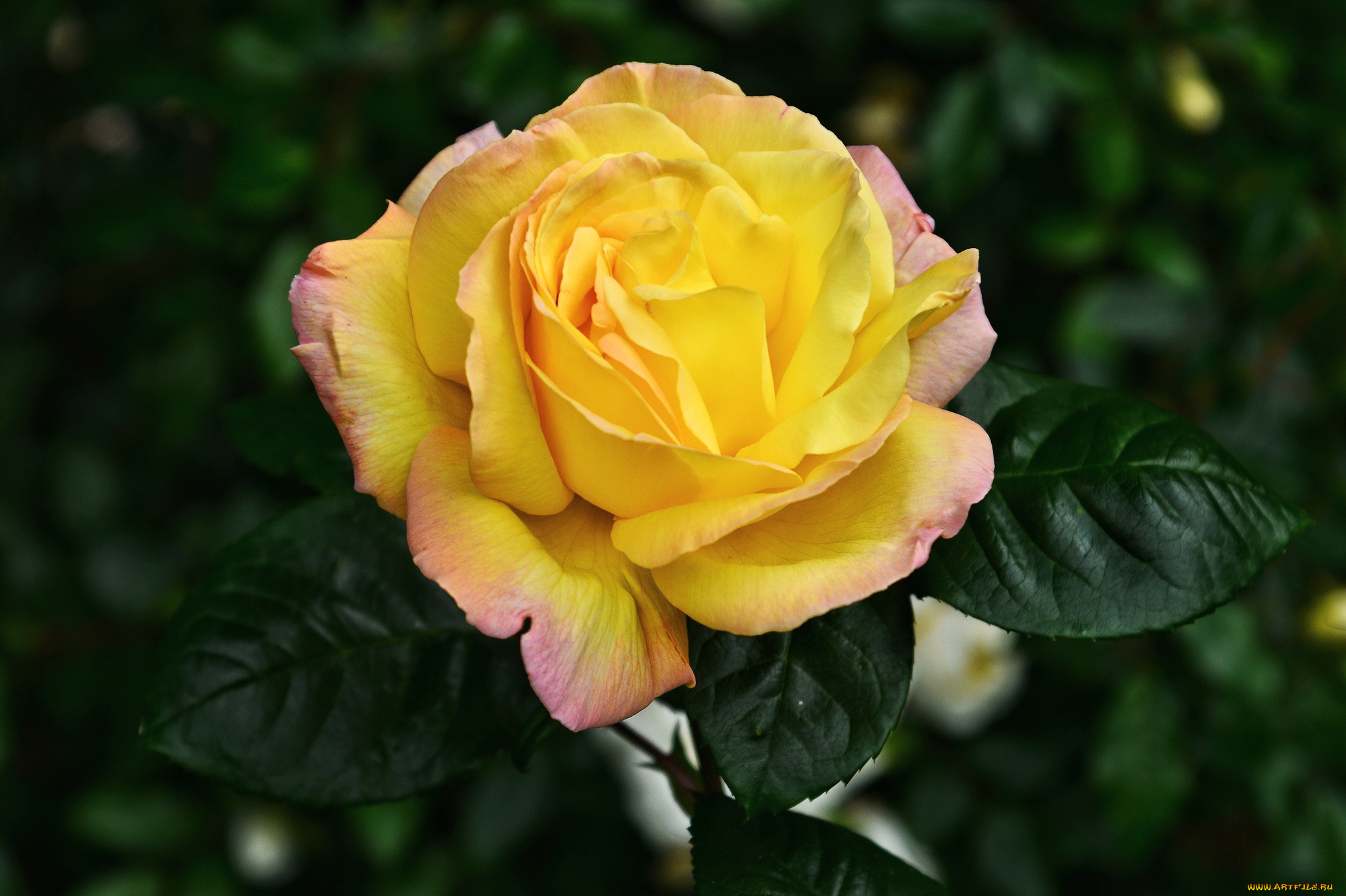 цветы, розы, желтый, лепестки