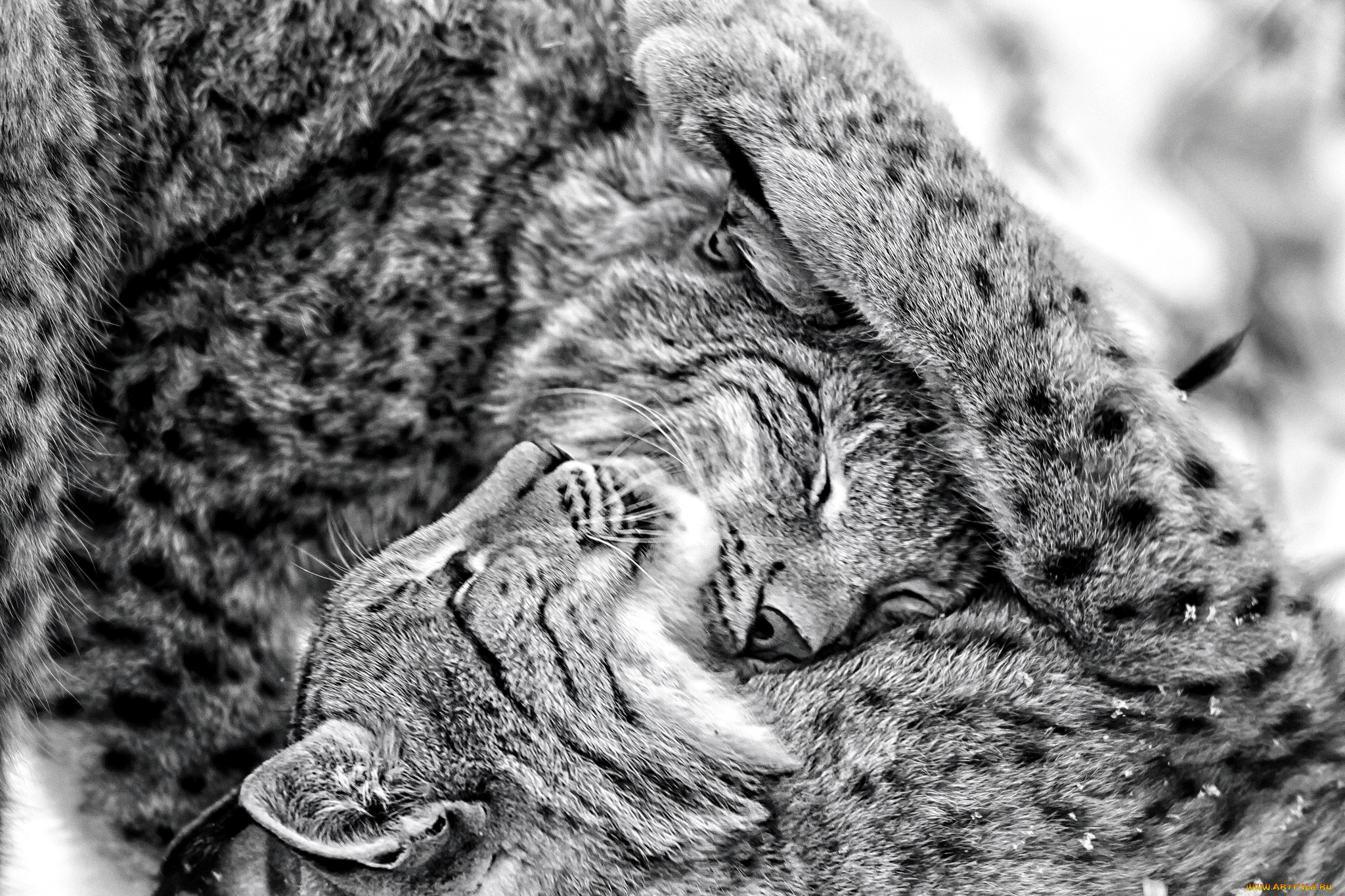 животные, рыси, чувства, мило, игра