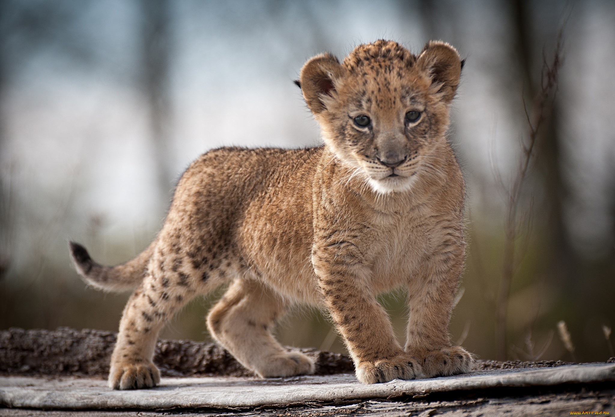 животные, львы, львенок, малыш