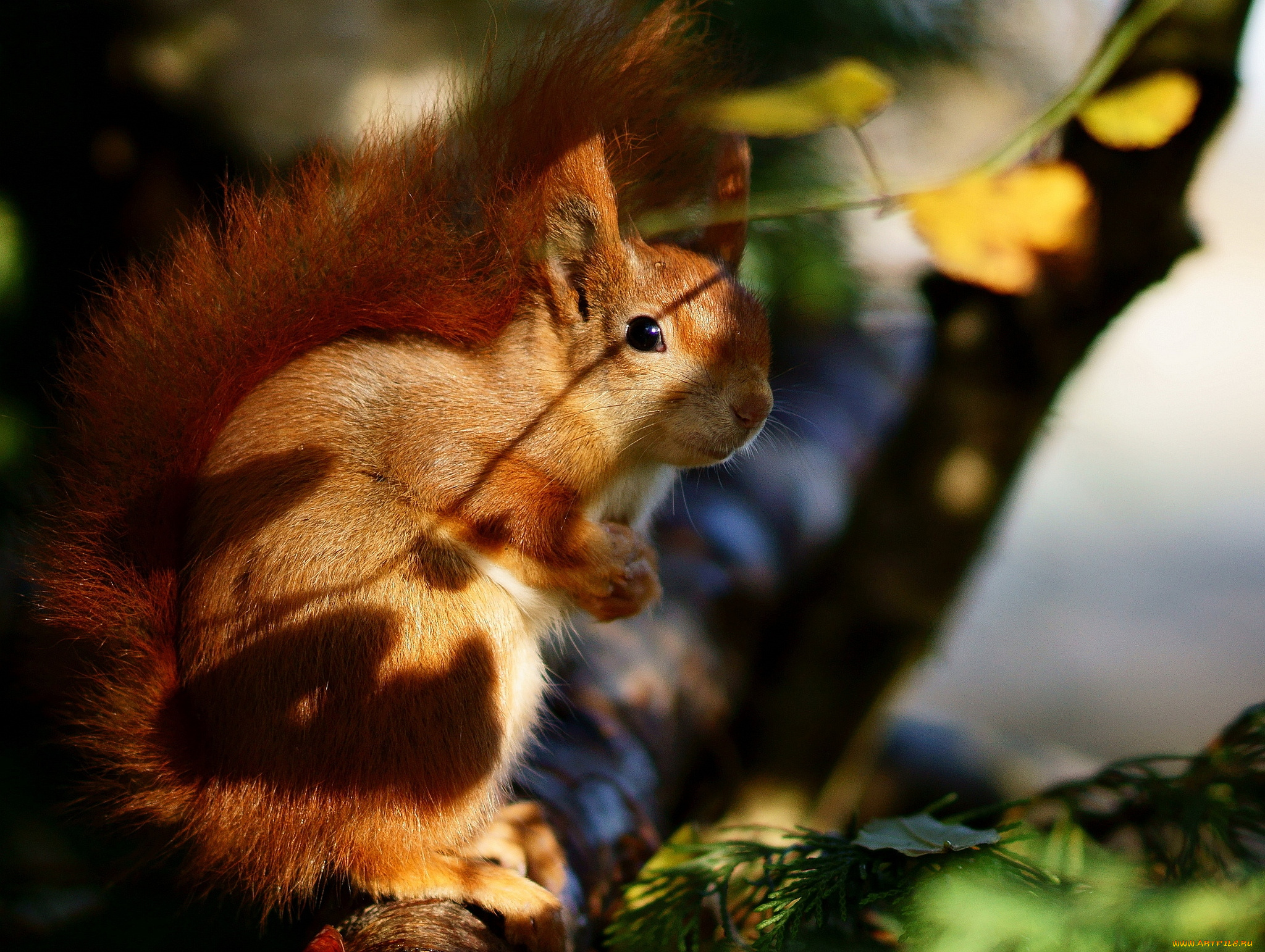 животные, белки, рыжий, хвост, блики